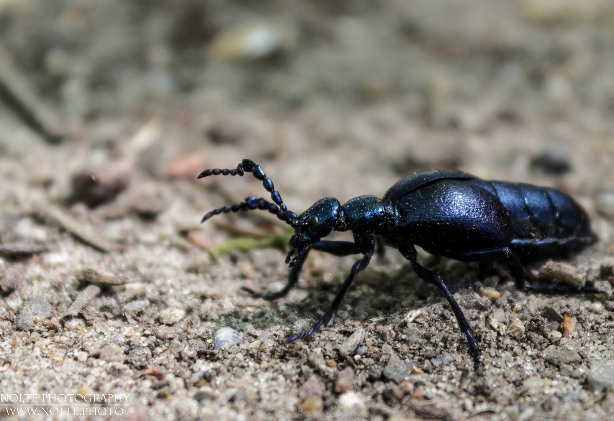 Seitenansicht des Schwarzblauen Ölkäfer (Meloe proscarabaeus) auf dem Waldboden.