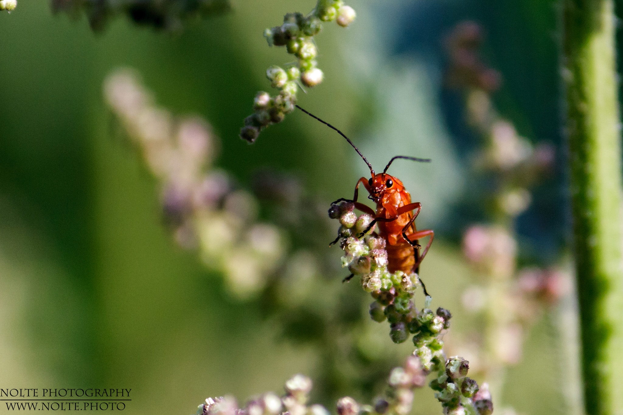 Ein Rotgelber Weichkäfer (Rhagonycha fulva) auf Beobachtungsposten