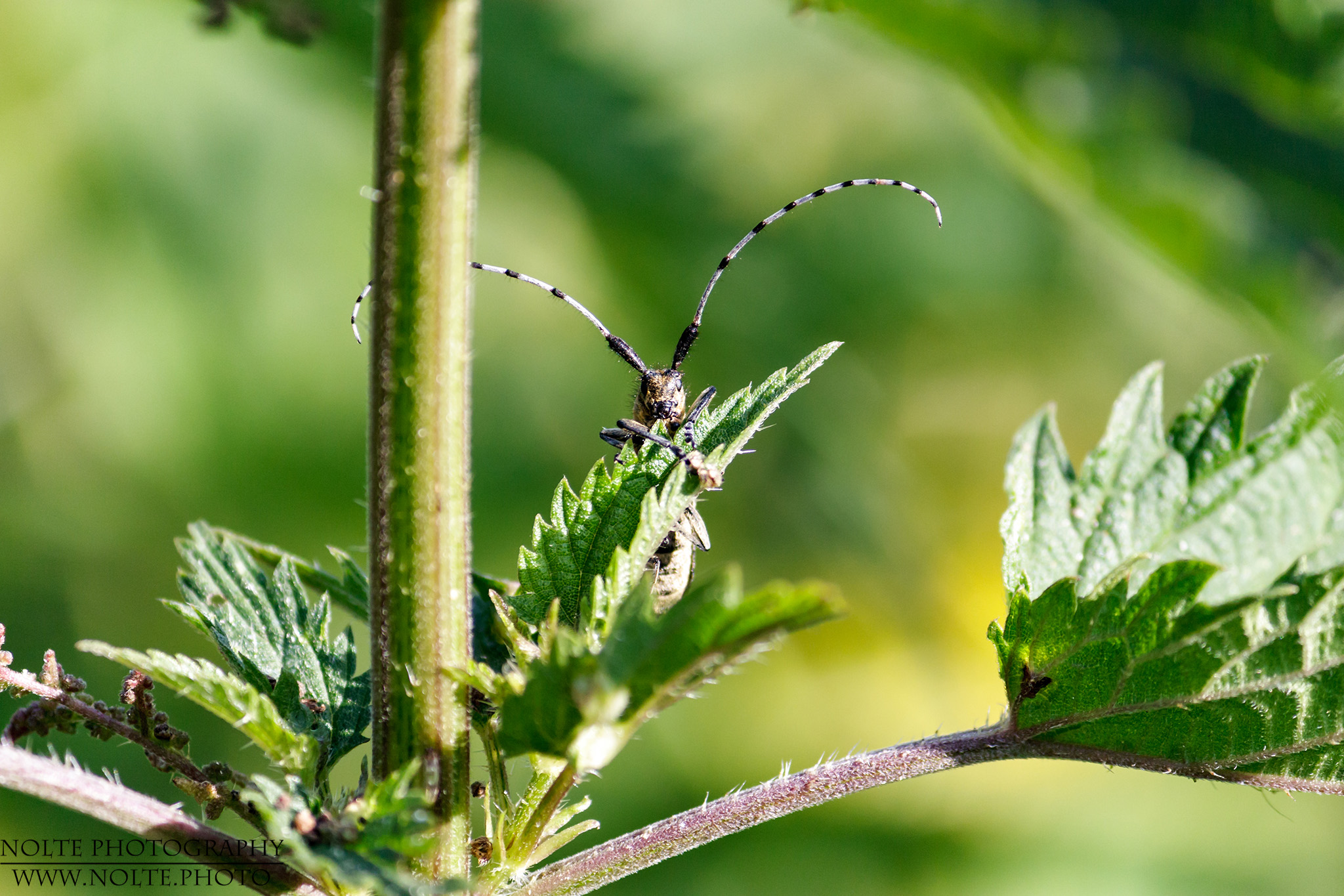 Scheckhorn-Distelbock (Agapanthia villosoviridescens) versteckt sich hinter einem Brennessel-Blatt.