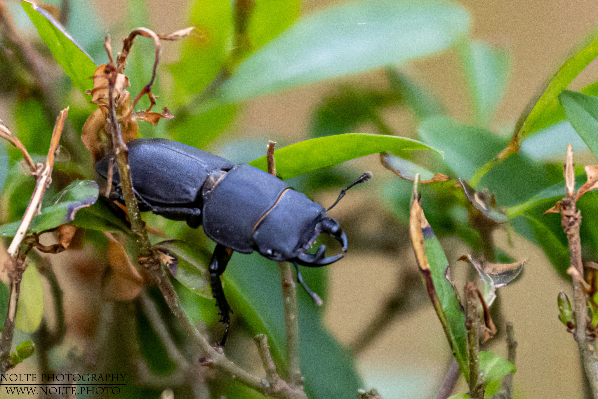 Ein grosser Wehrhafter Käfer