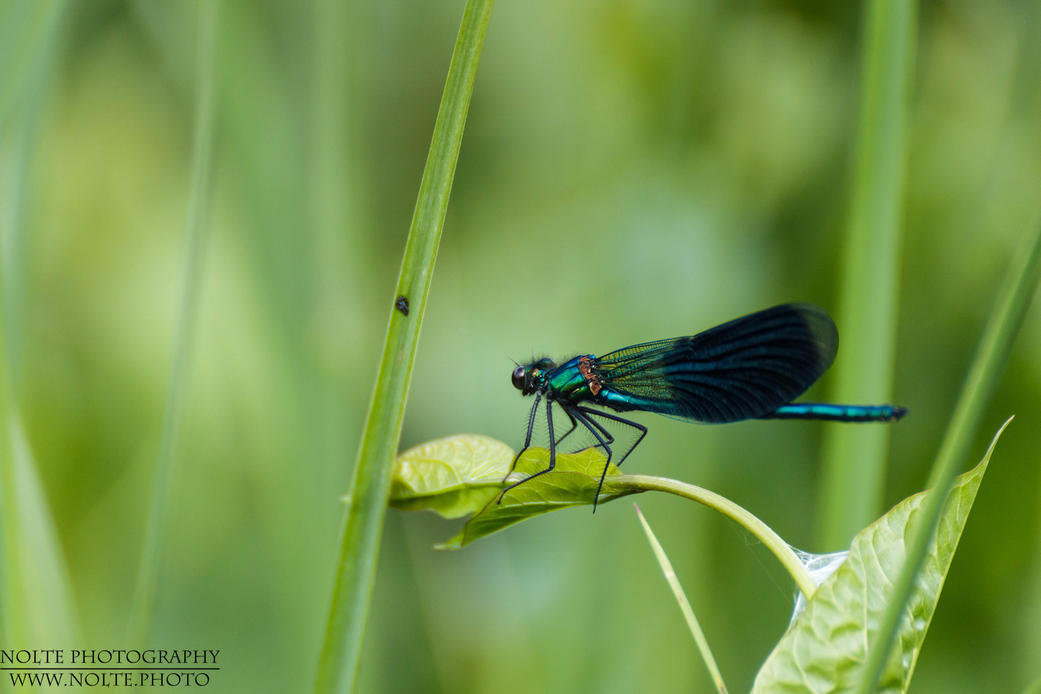 Gebänderte Prachtlibelle von hinten