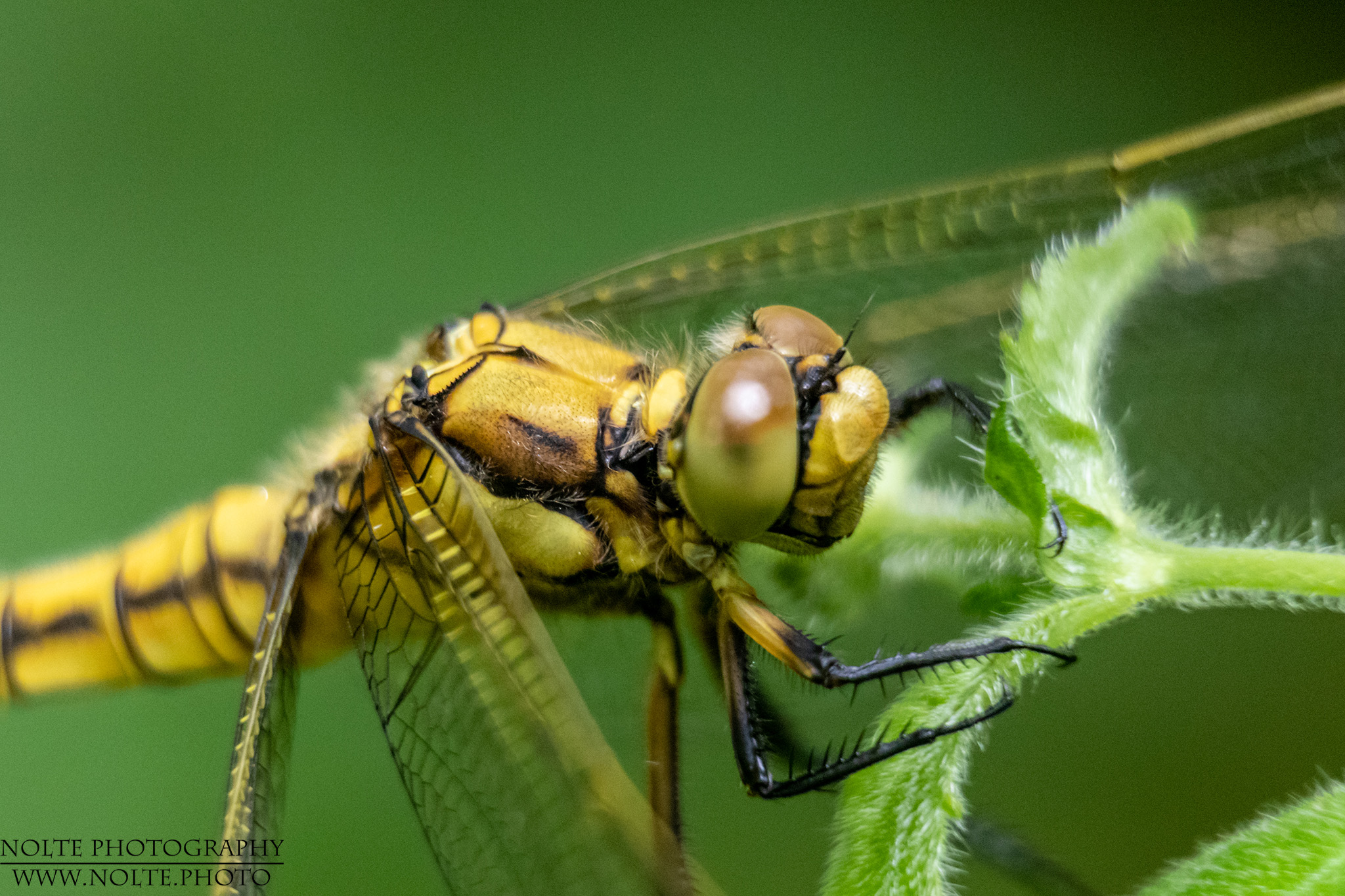 Kopf einer gelben Libelle