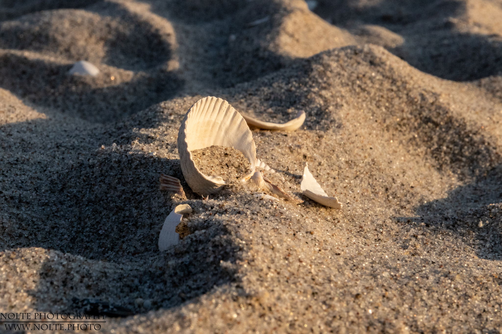 Herzmuscheln im Sand