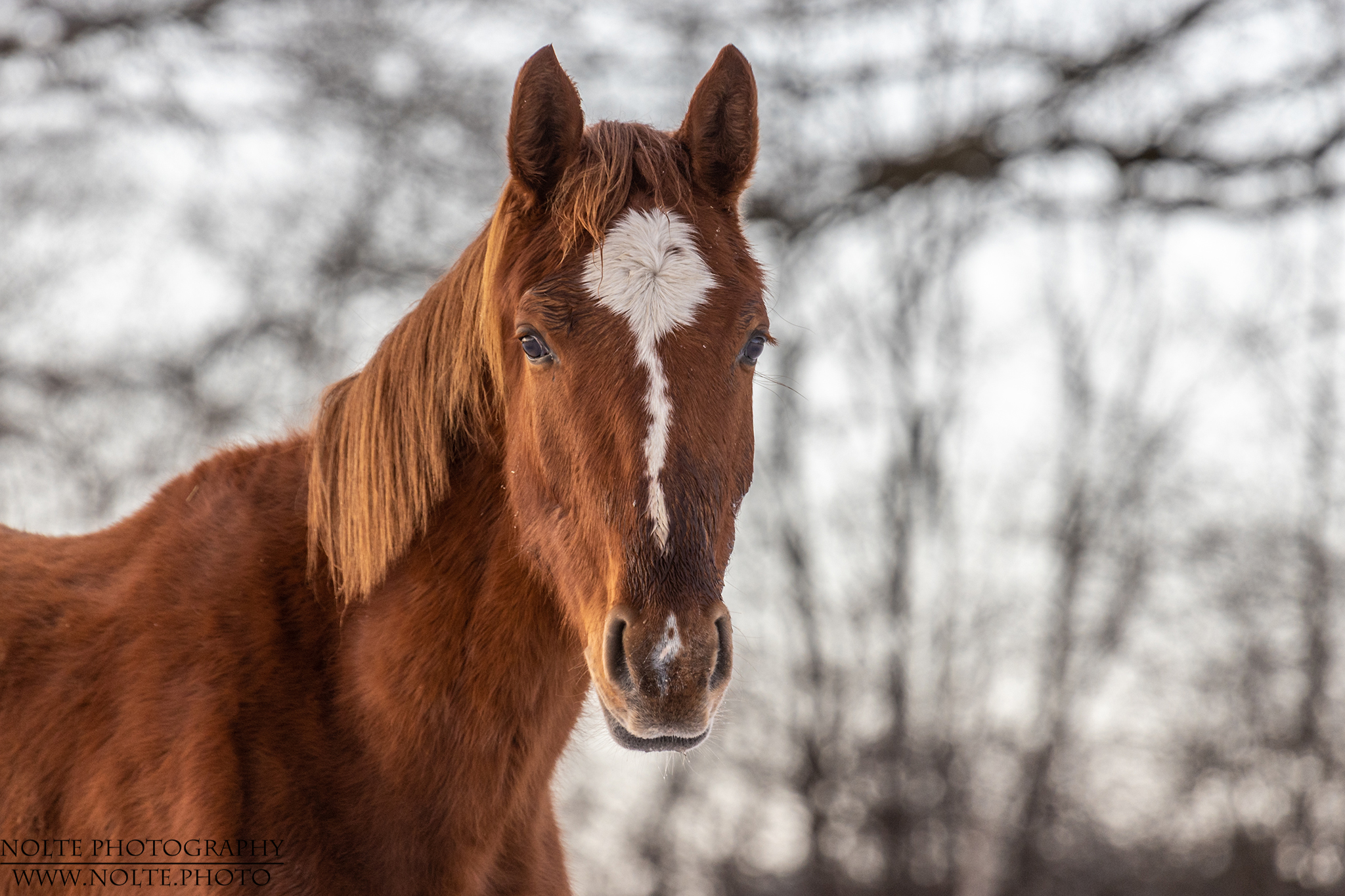 Portrait in der Abendsonne
