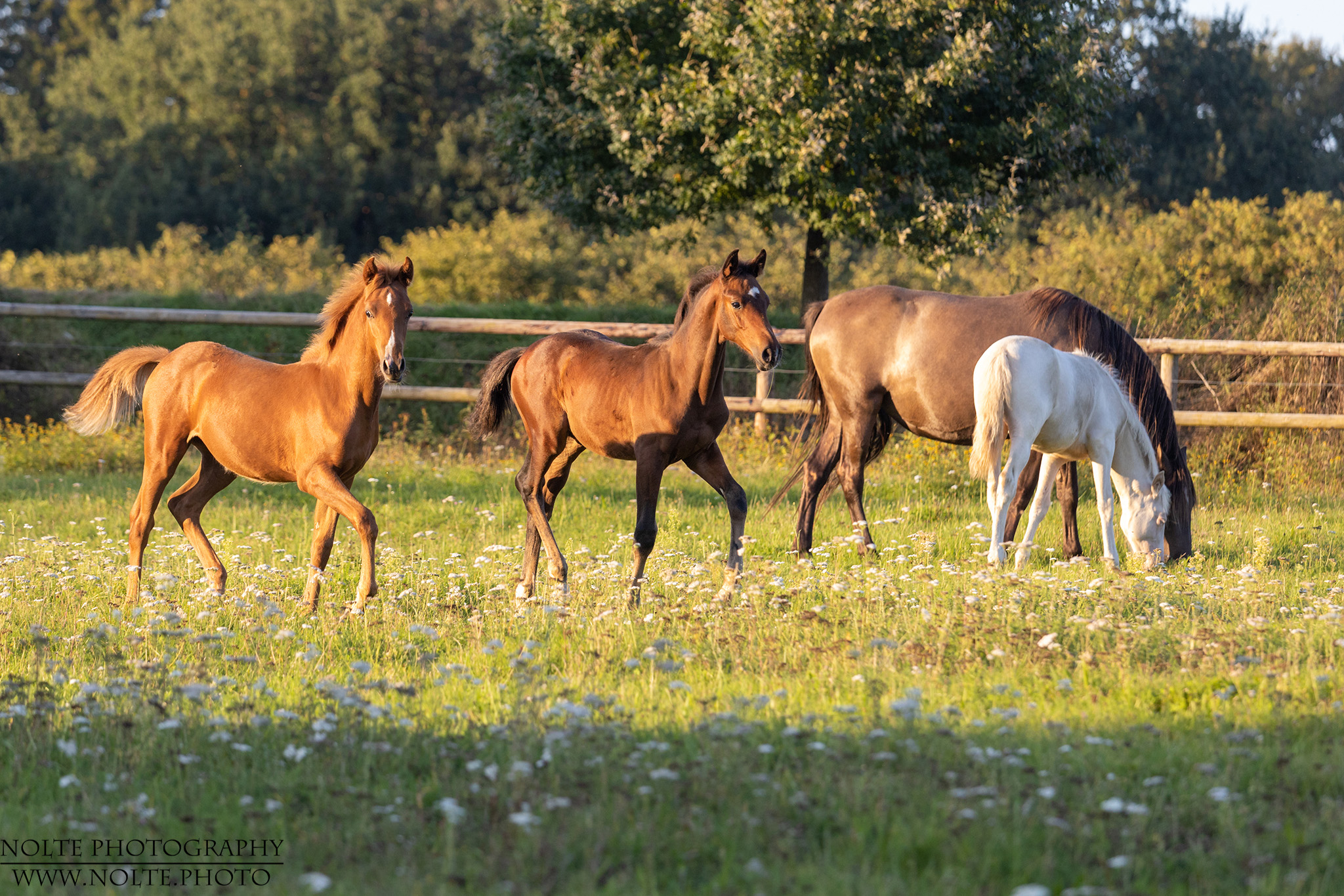Fohlen spielen im Sonnenuntergang