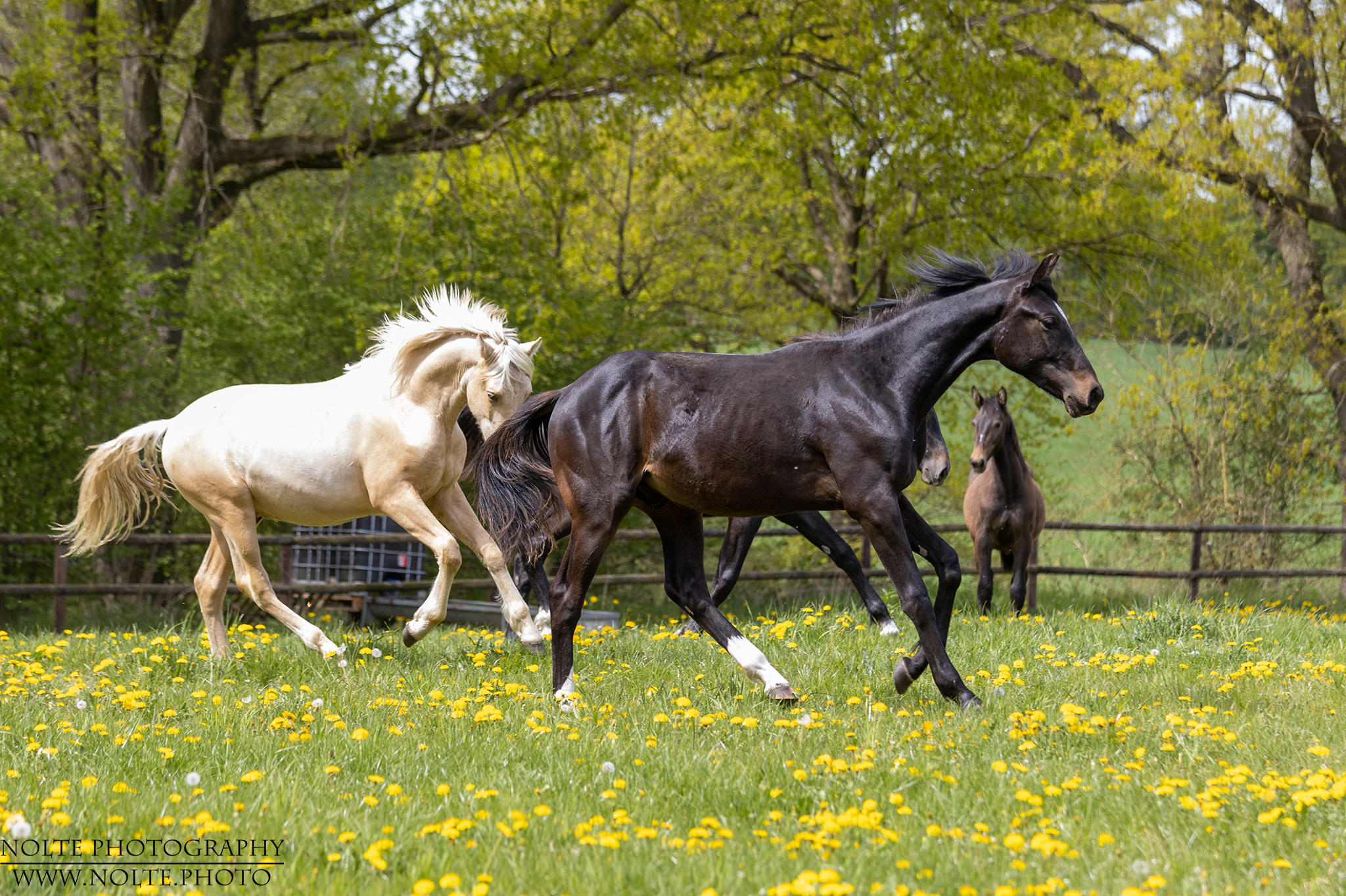 Die Freue über eine neue Koppel