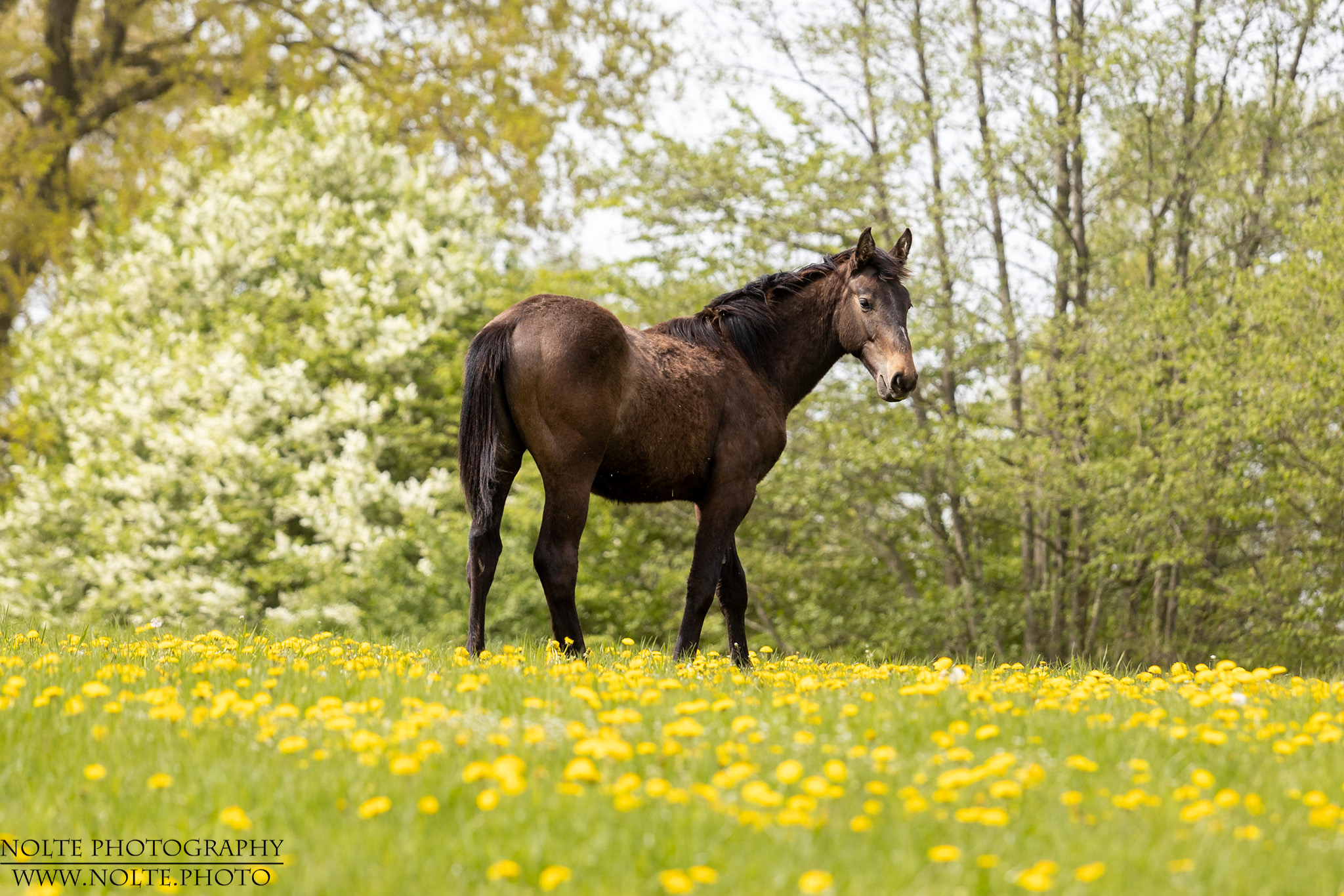 Pferd im Löwenzahnparadies
