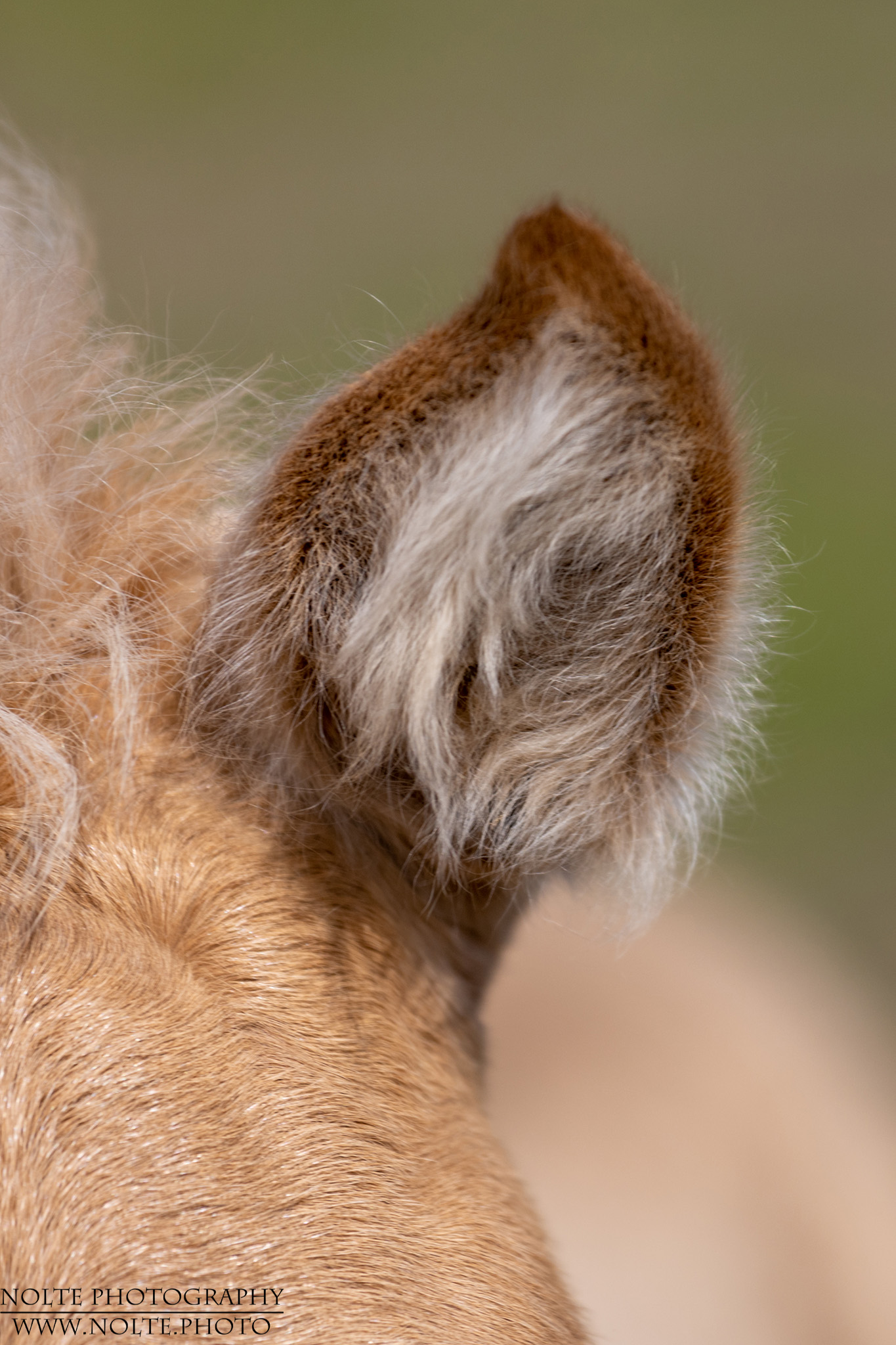 Ohrmuschel eines Fohlens