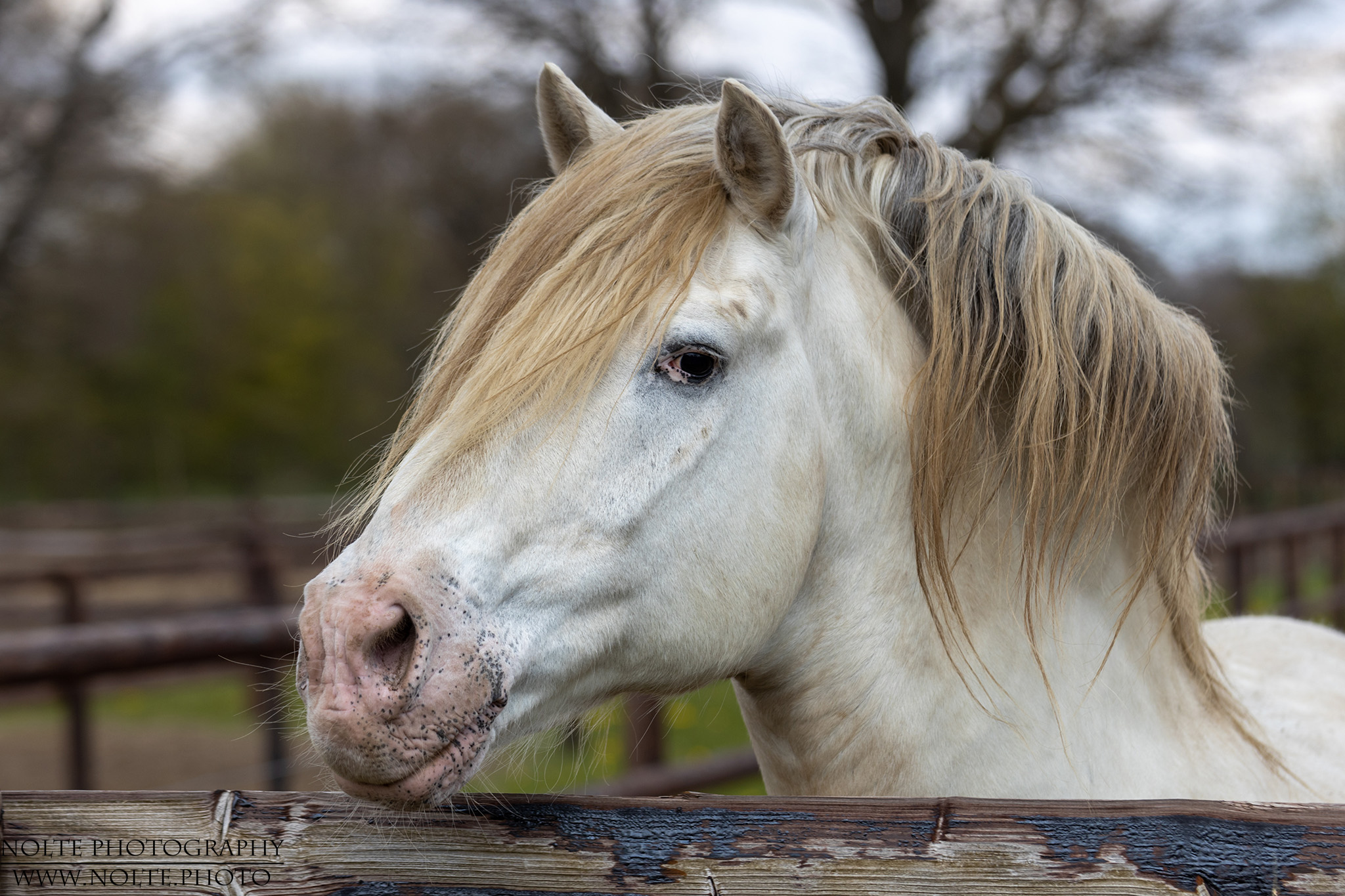Knapstrupper-Portrait