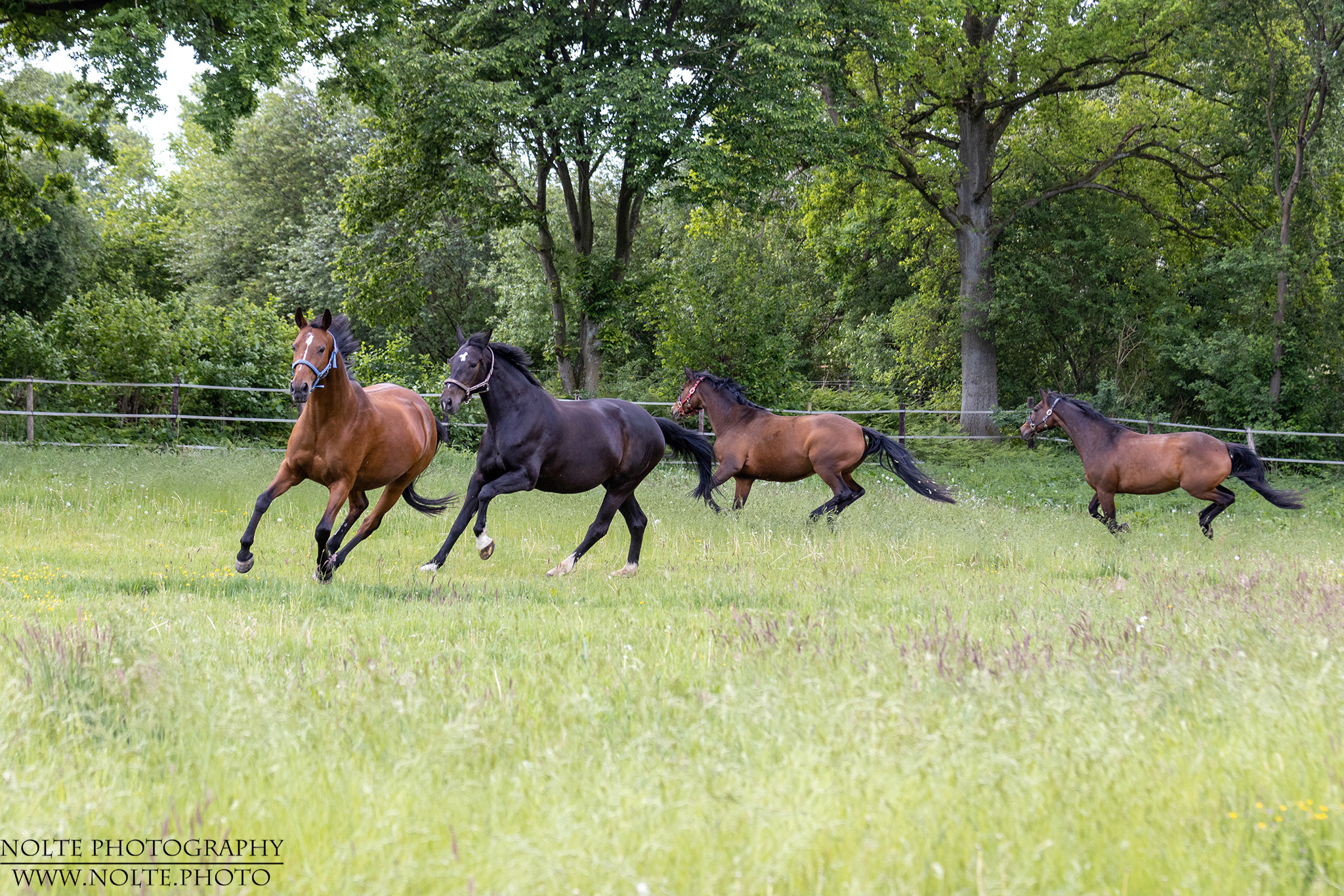 Spass auf der Koppel