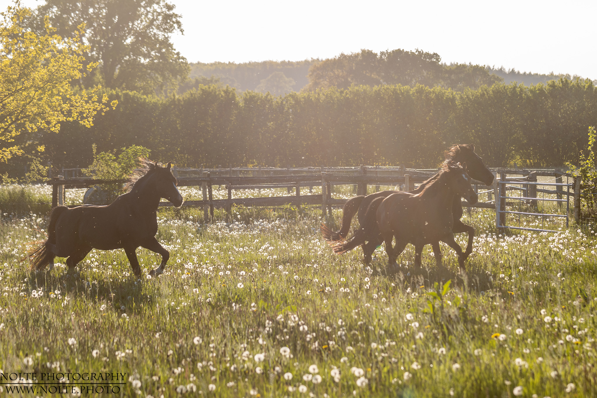 Abendliches Gegenlicht