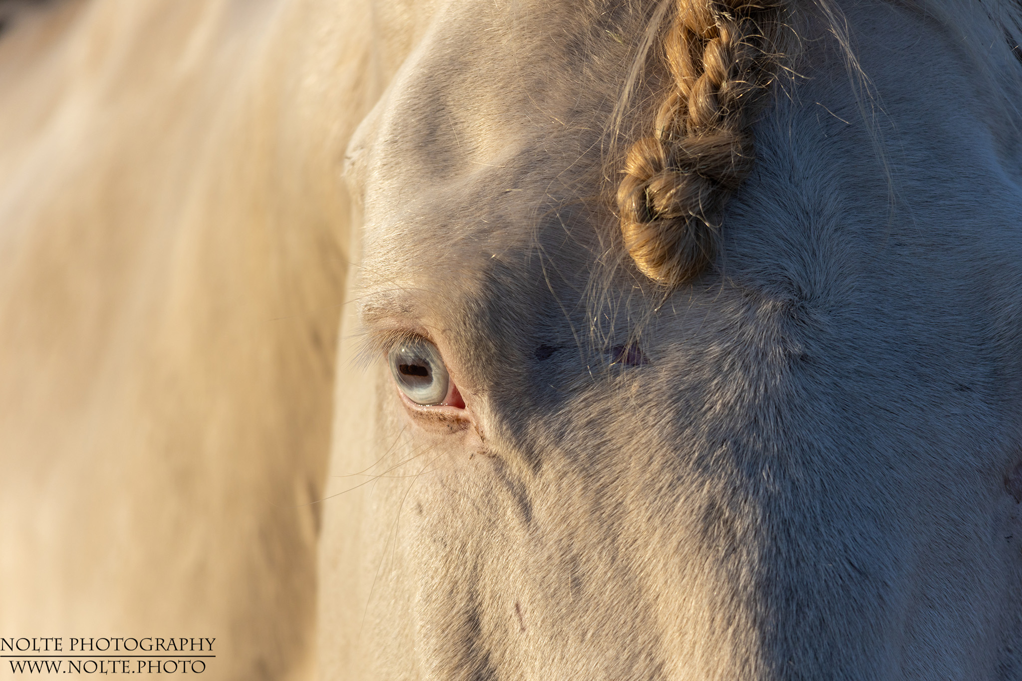 Spanisches Pferd mit seltenem blauen Auge