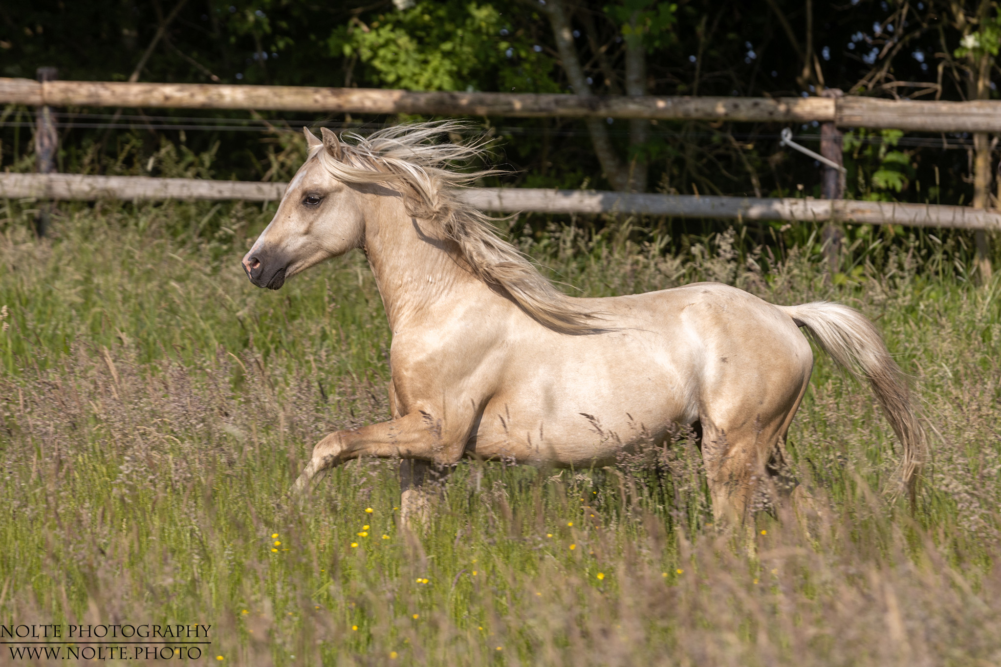 Eleganz auf der Weide
