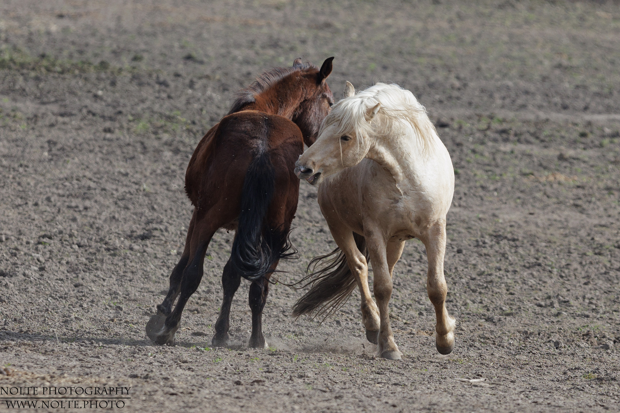 "Tanz" unter Halbstarken...