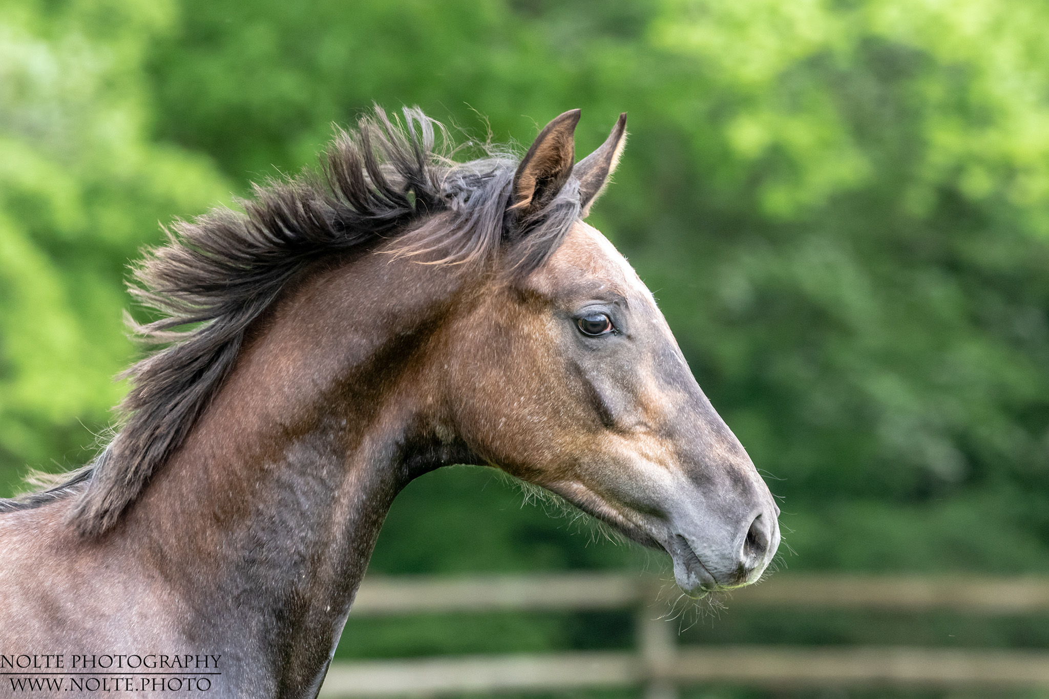 Wehende Mähne im Profil