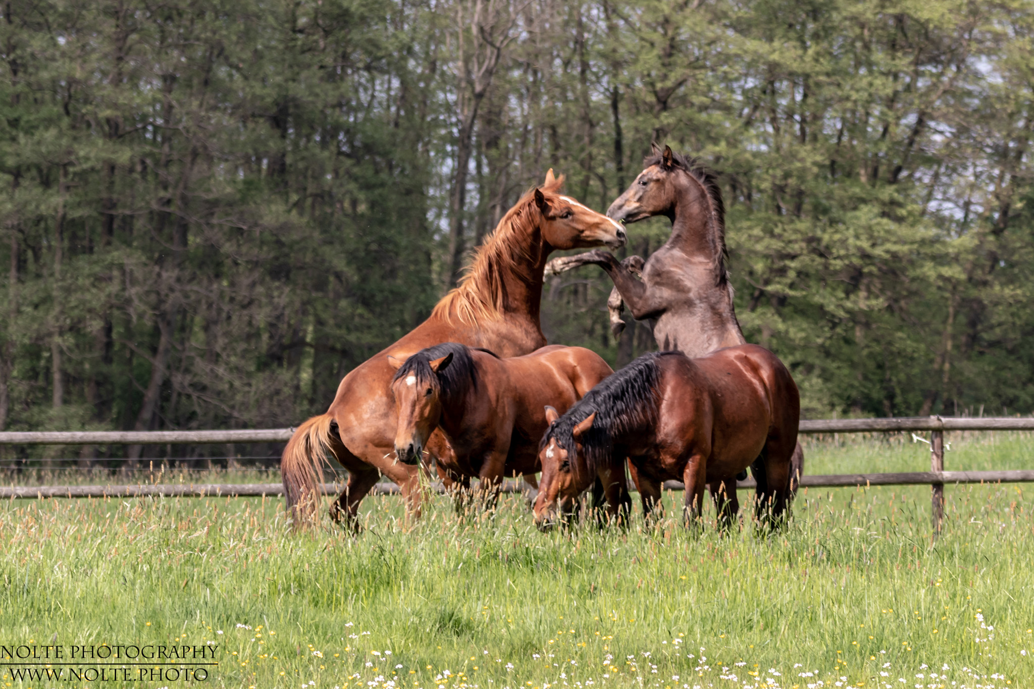 Spielen oder Fressen?