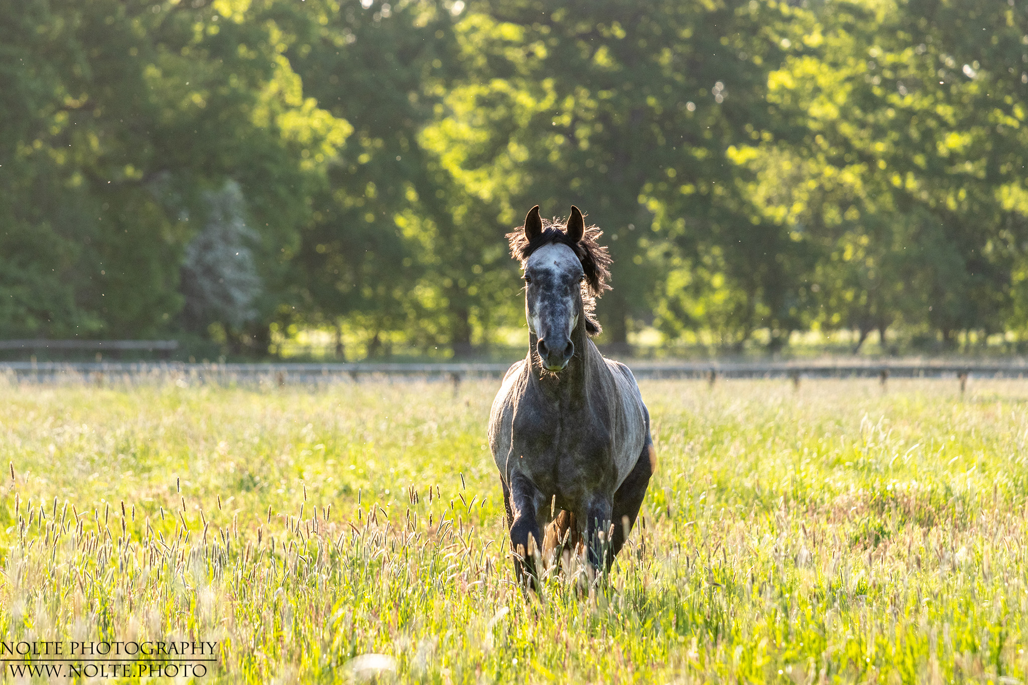 Pferd im Abendlicht