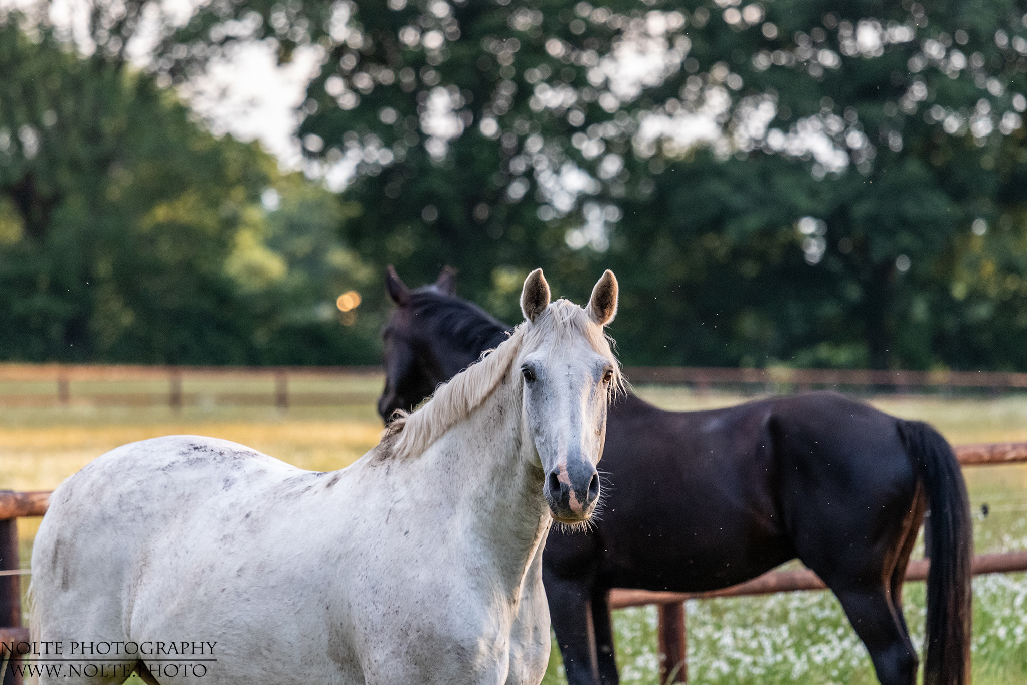 Pferde auf der Koppel
