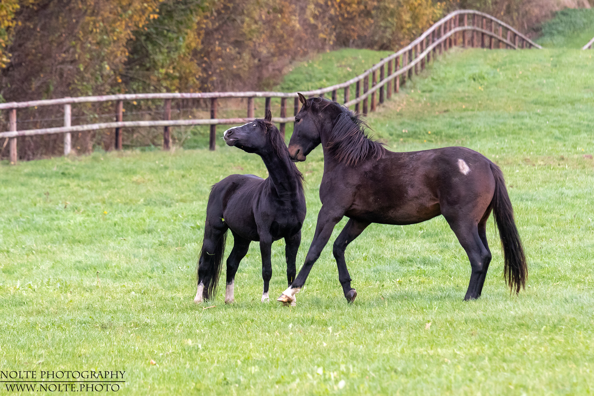 NEIN, ich will nicht mit dir spielen!