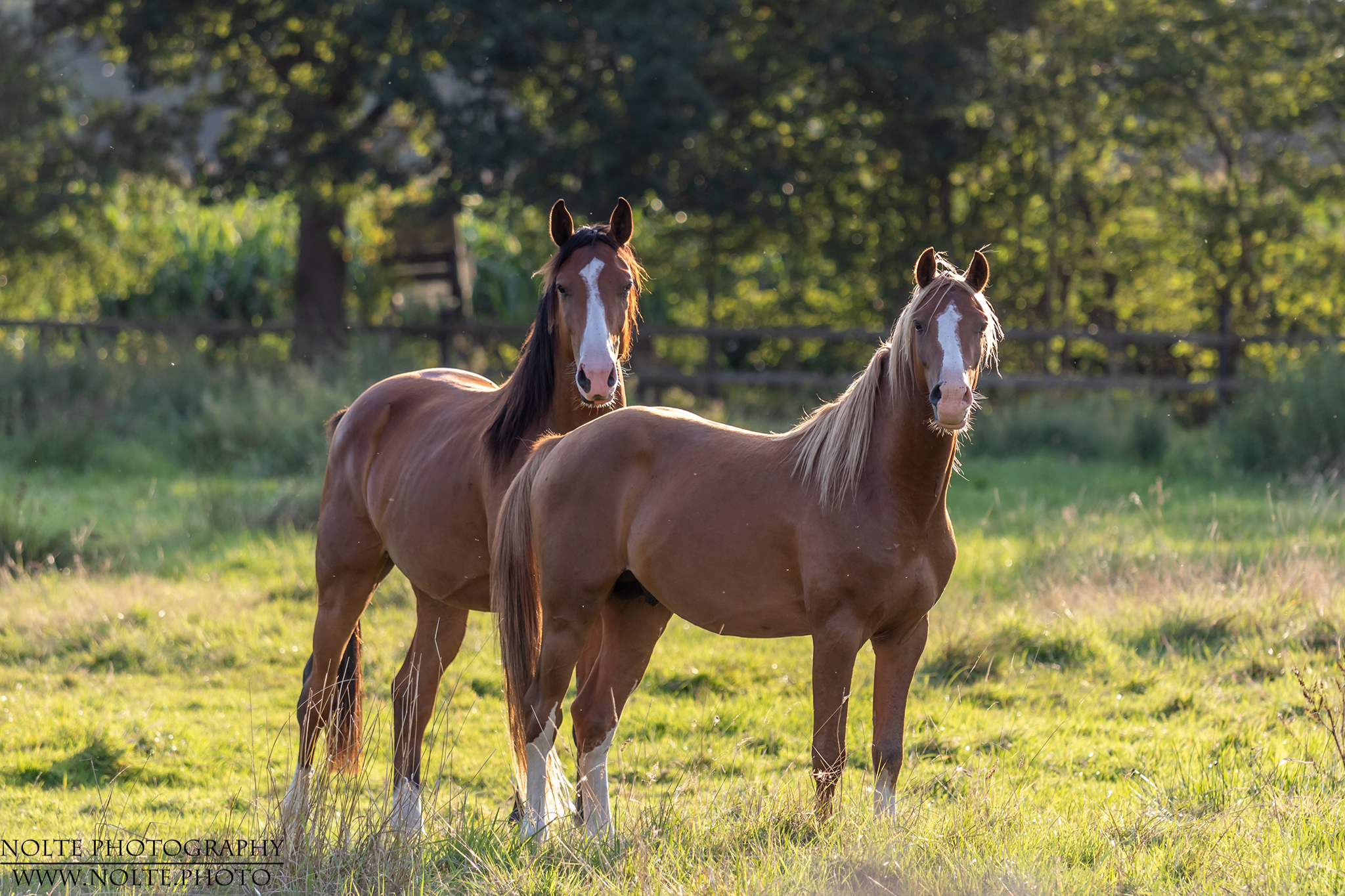 Pferde im Abendlicht