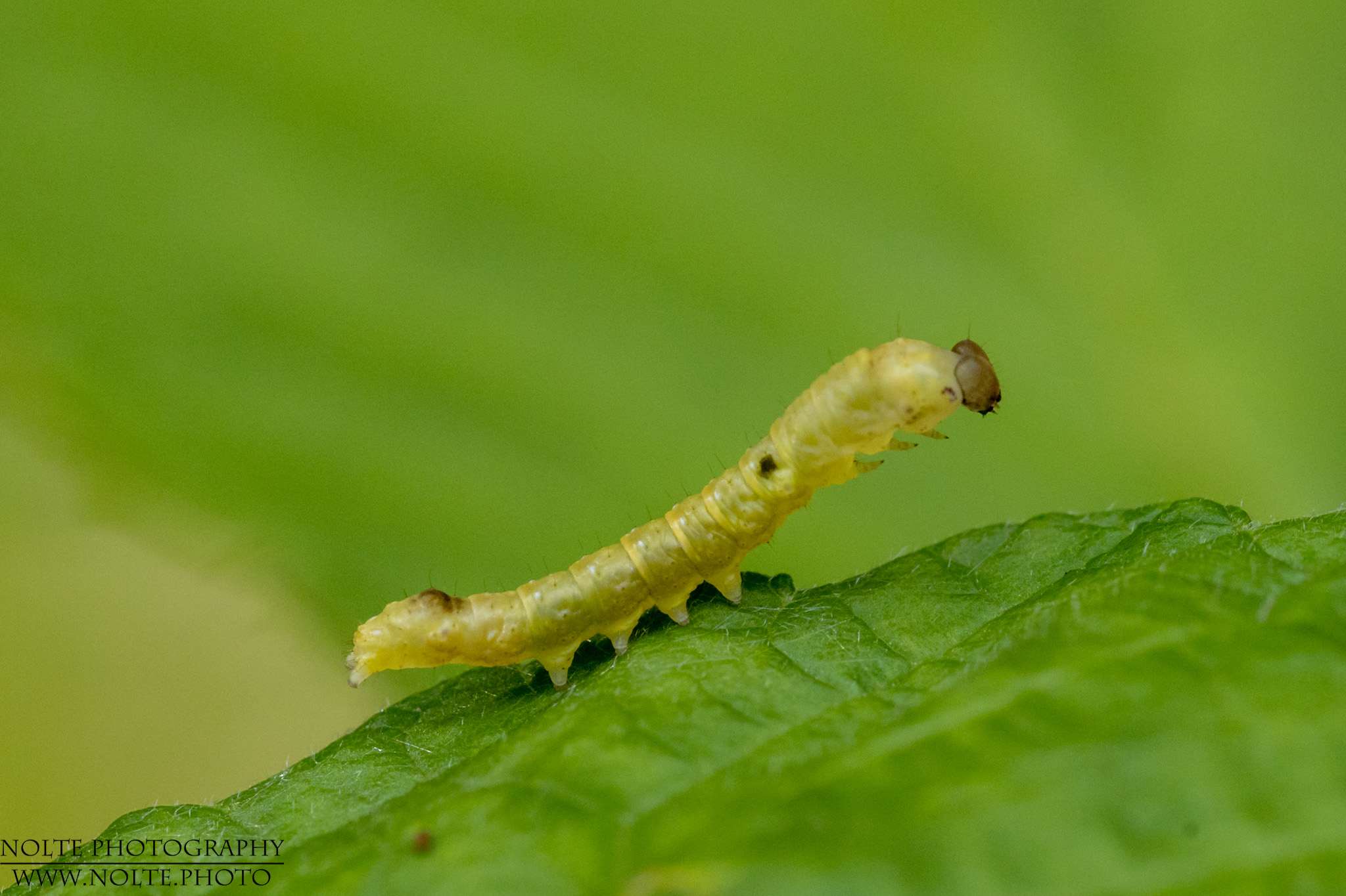 Raupe der Roseneule (Thyatira batis)