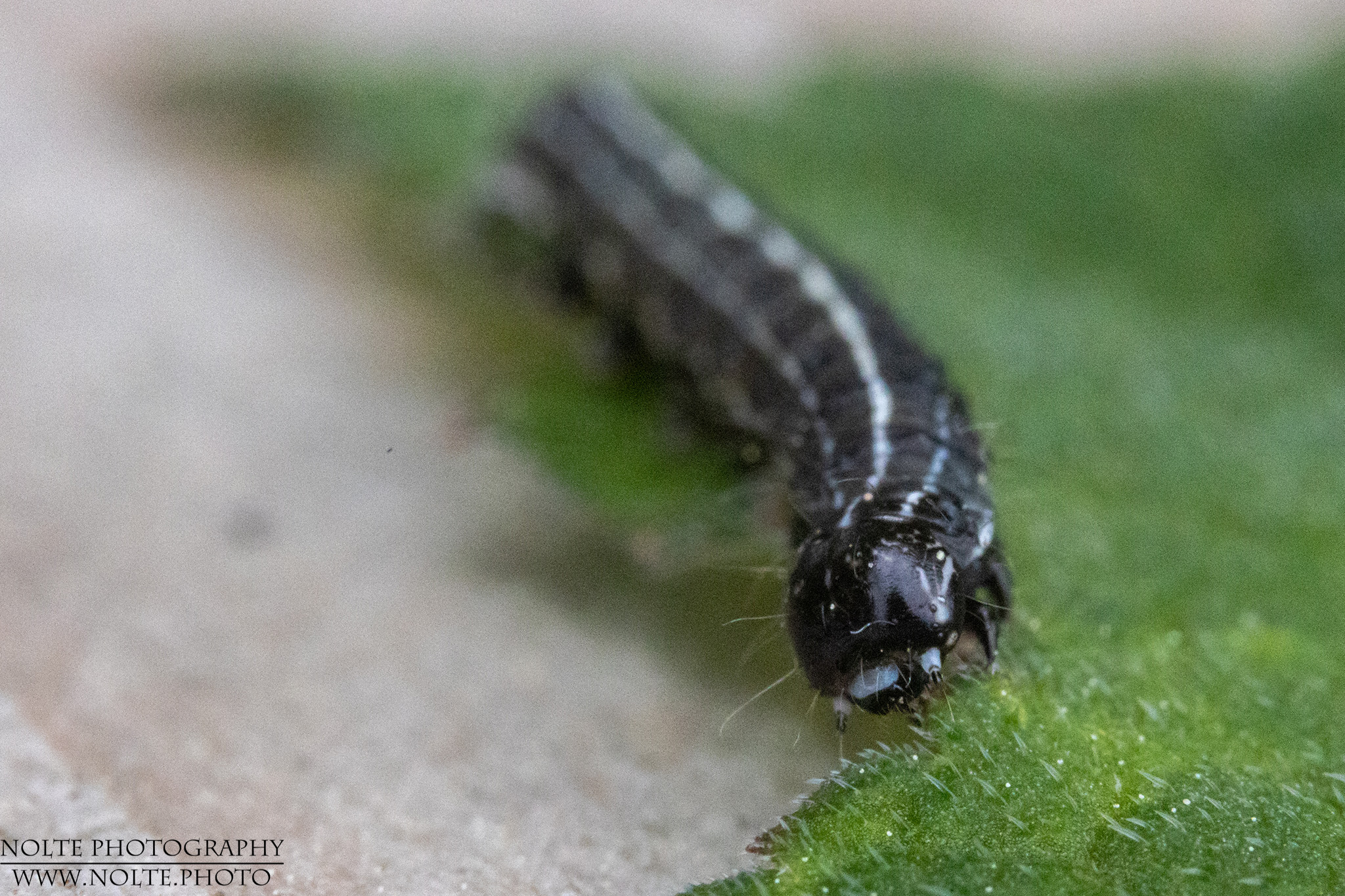 Streifen machen Schlank?