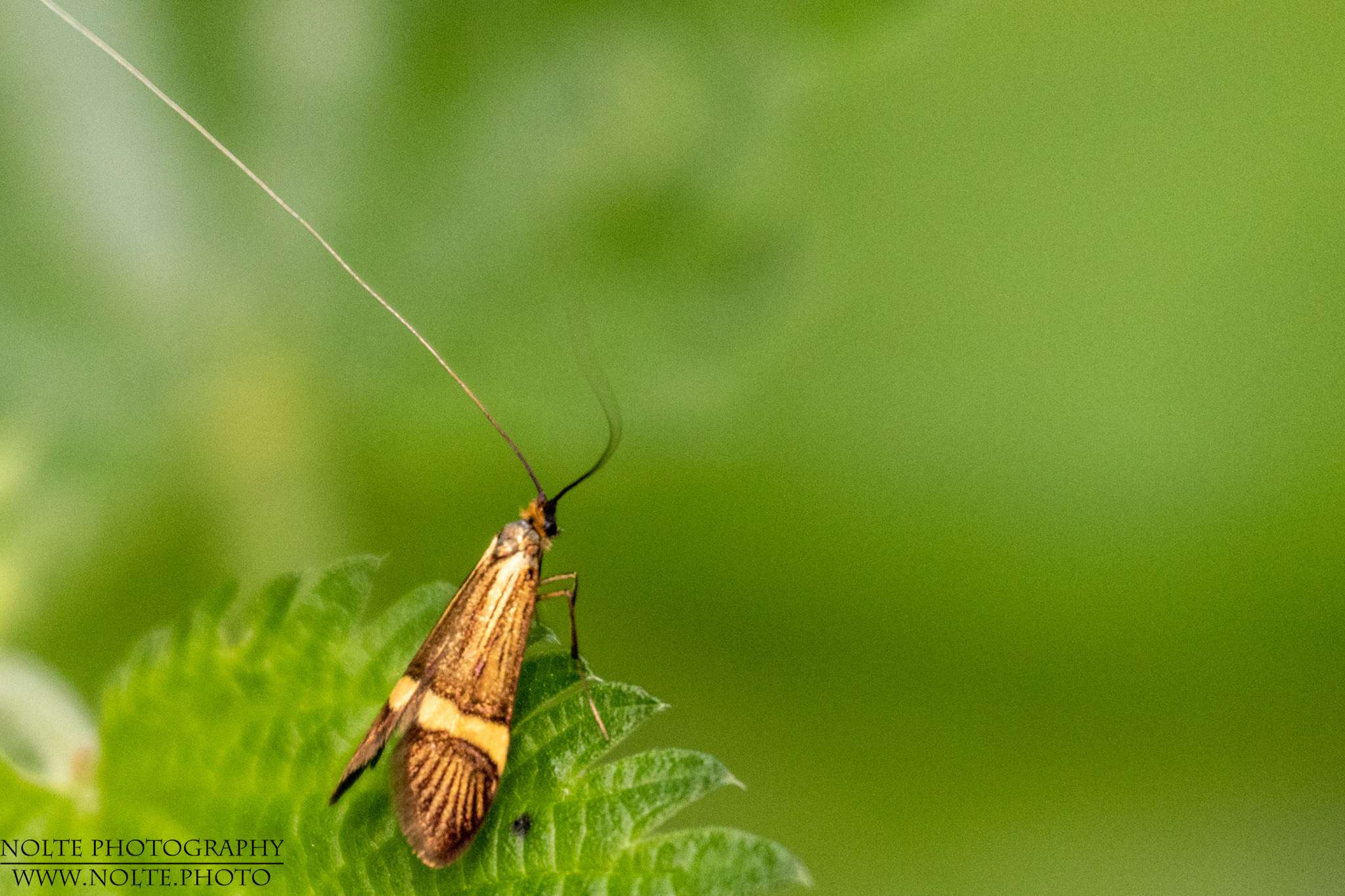 Gebänderte Langhornmotte (Nemophora degeerella)