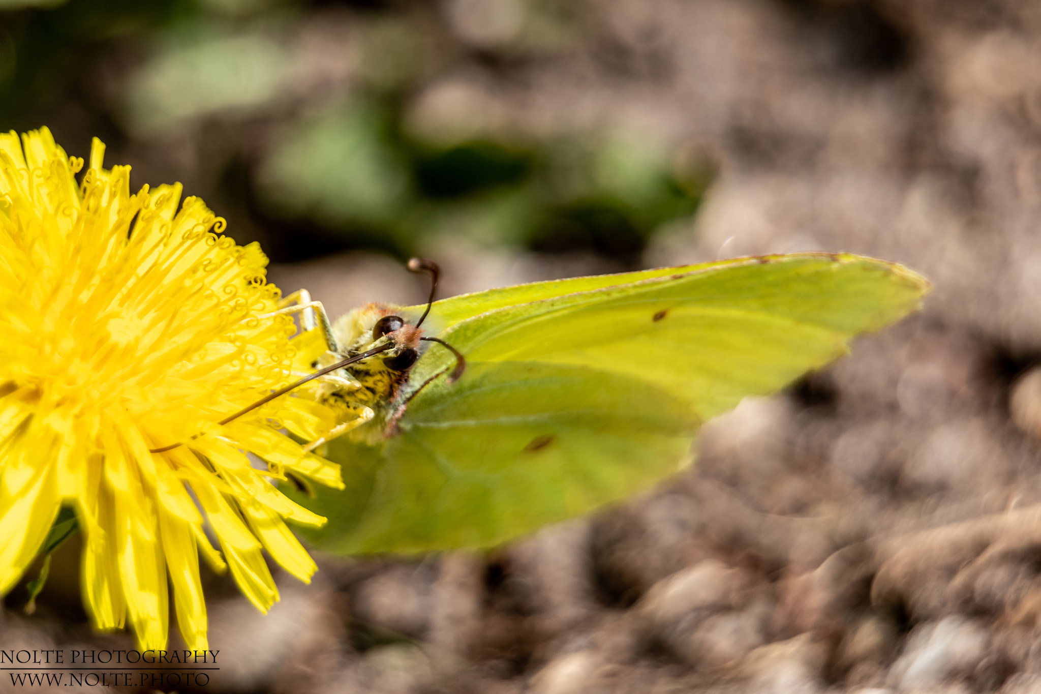 Zitronenfalter bei der Nektaraufnahme