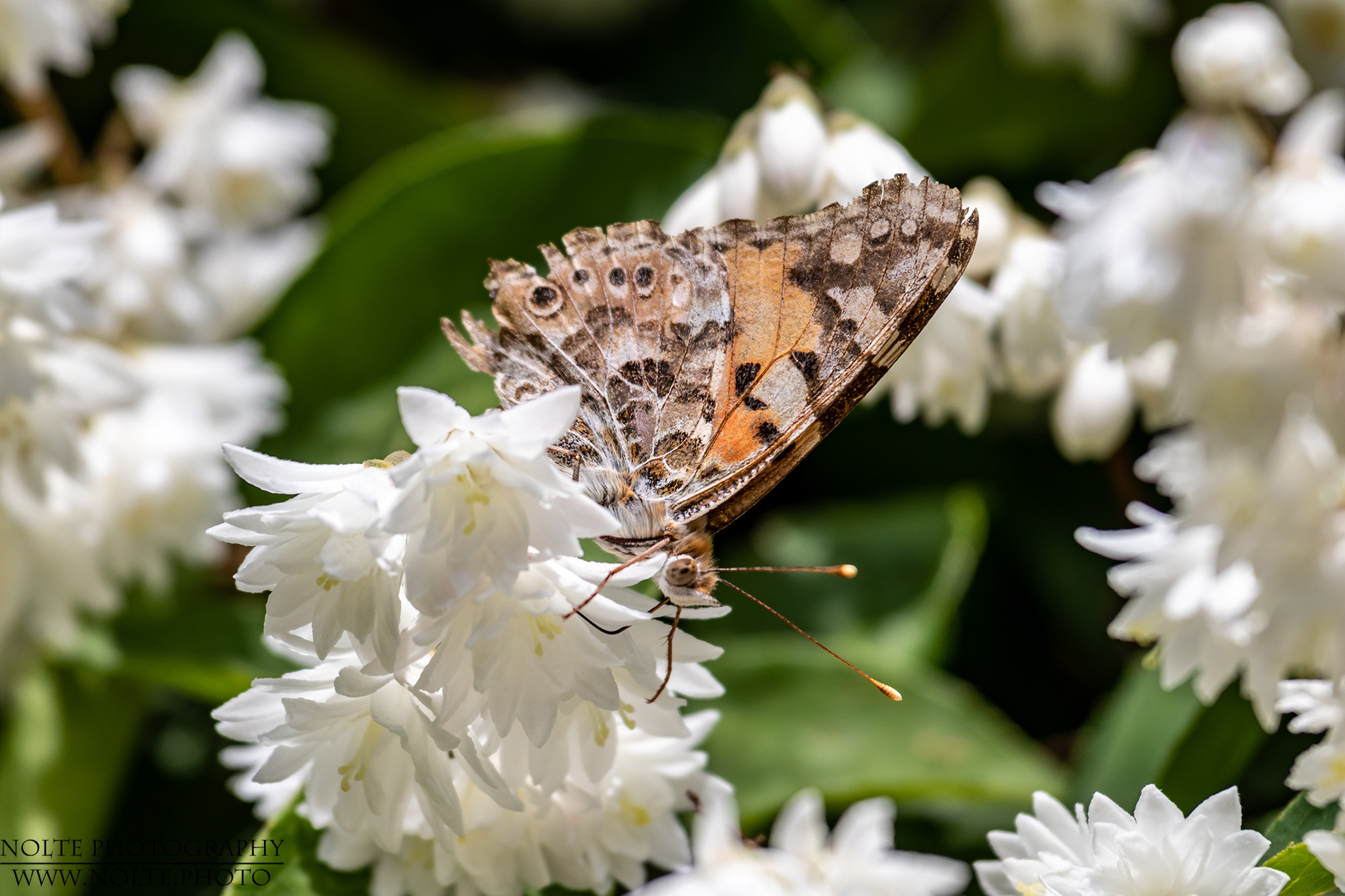 Schmetterling auf einer weissen Blüte