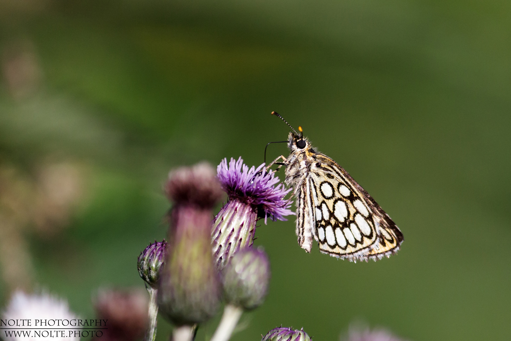 Ein Spiegelfleck-Dickkopffalter (Heteropterus morpheus) bei der Nektar-Ernte an einer Distel.
