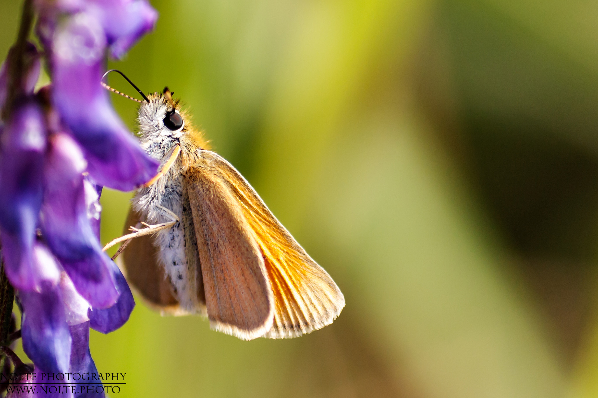 Schwarzkolbiger Braun-Dickkopffalter (Thymelicus lineola) von der Seite