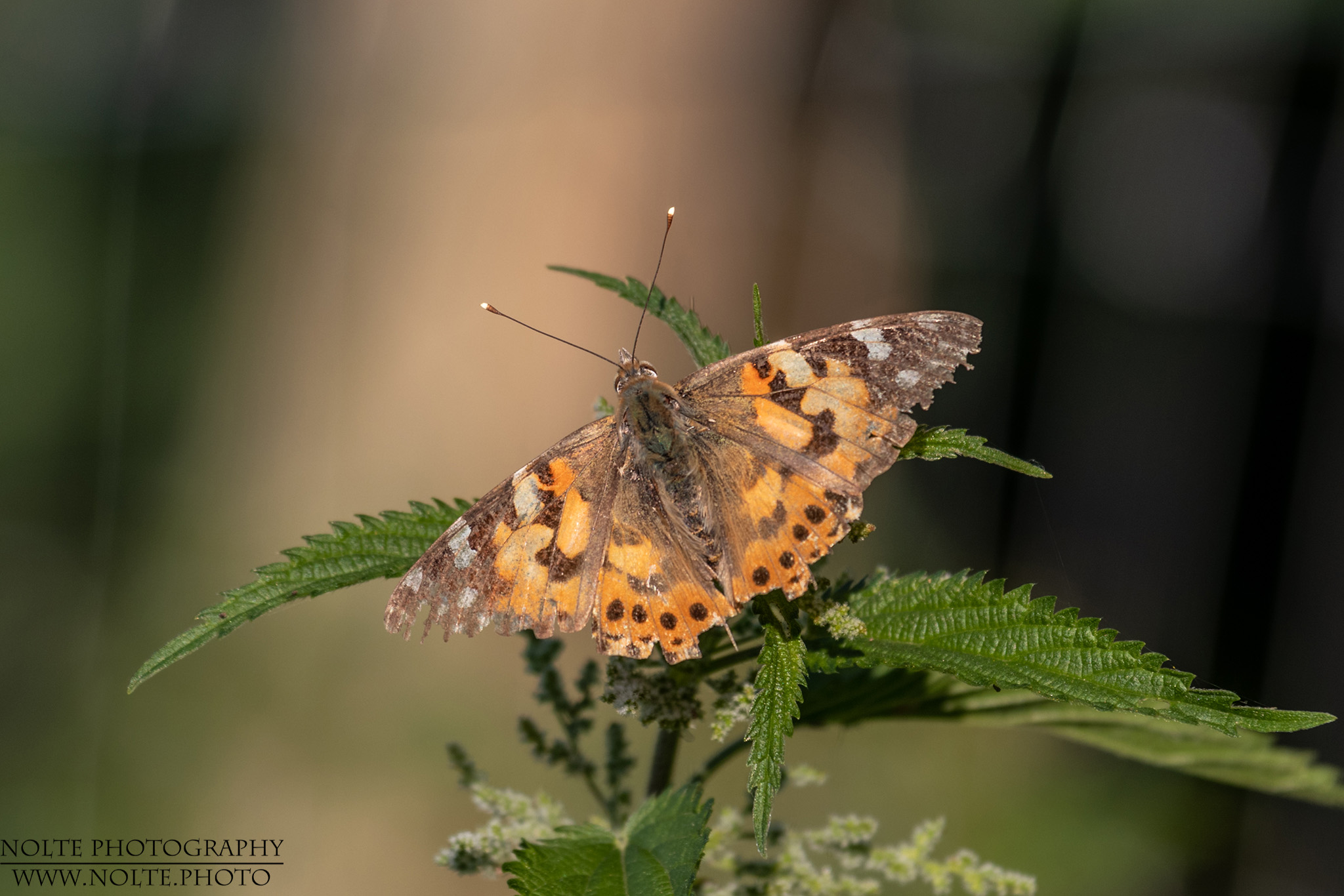 Distelfalter (Vanessa cardui) auf einer Brennessel
