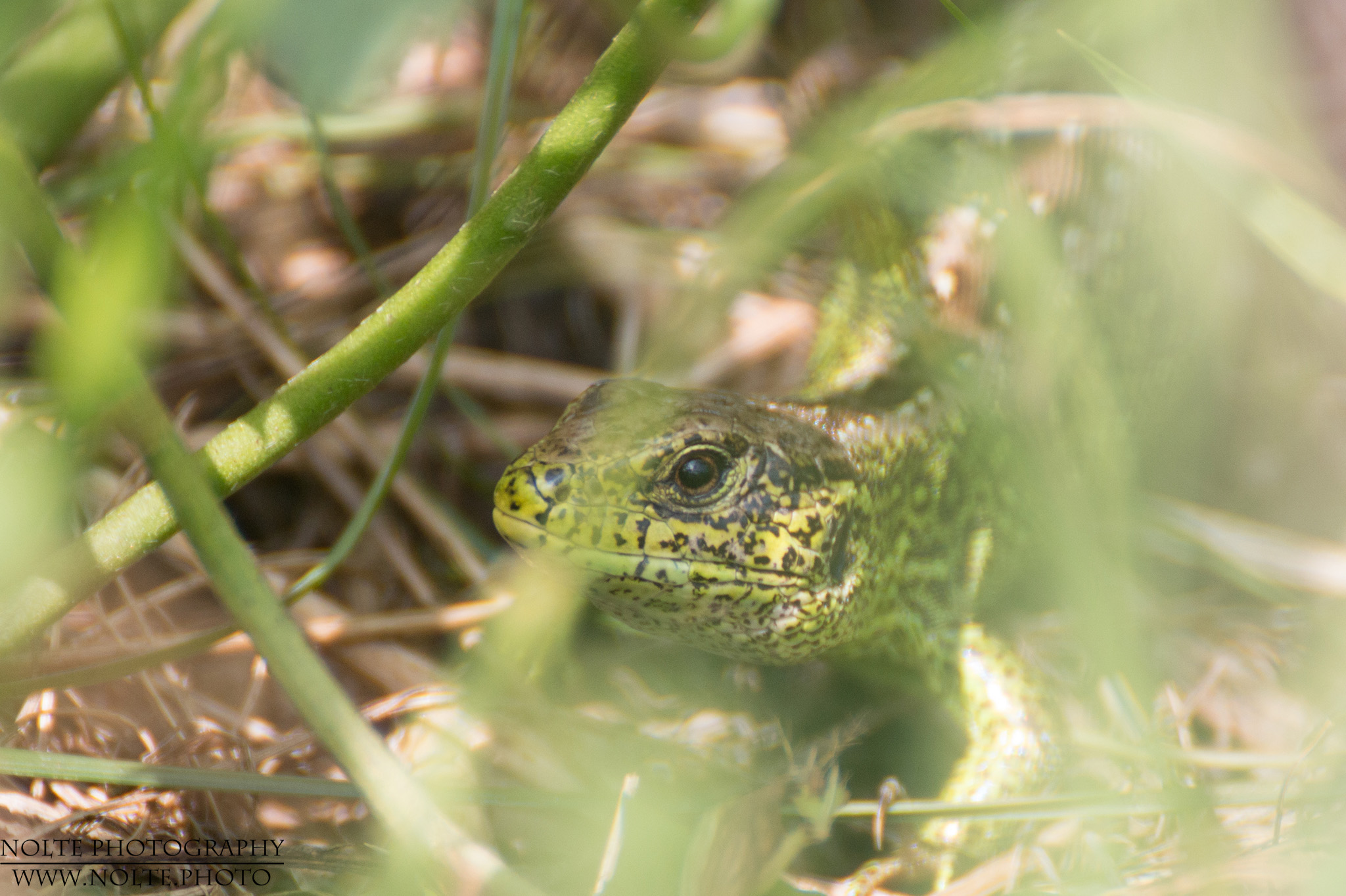 Zauneidechse (Lacerta agilis)