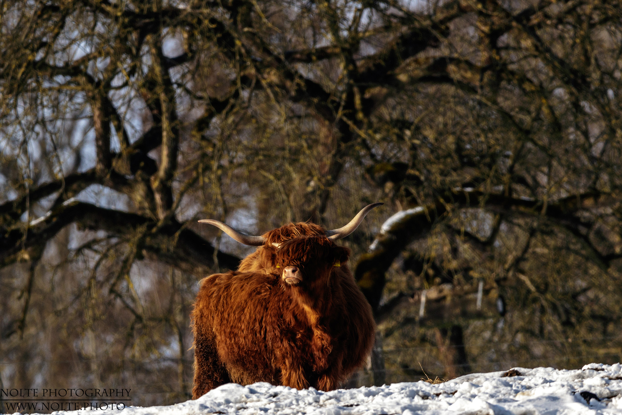 Ein schottisches Hochlandrind schaut über den verscheiten Hügel.