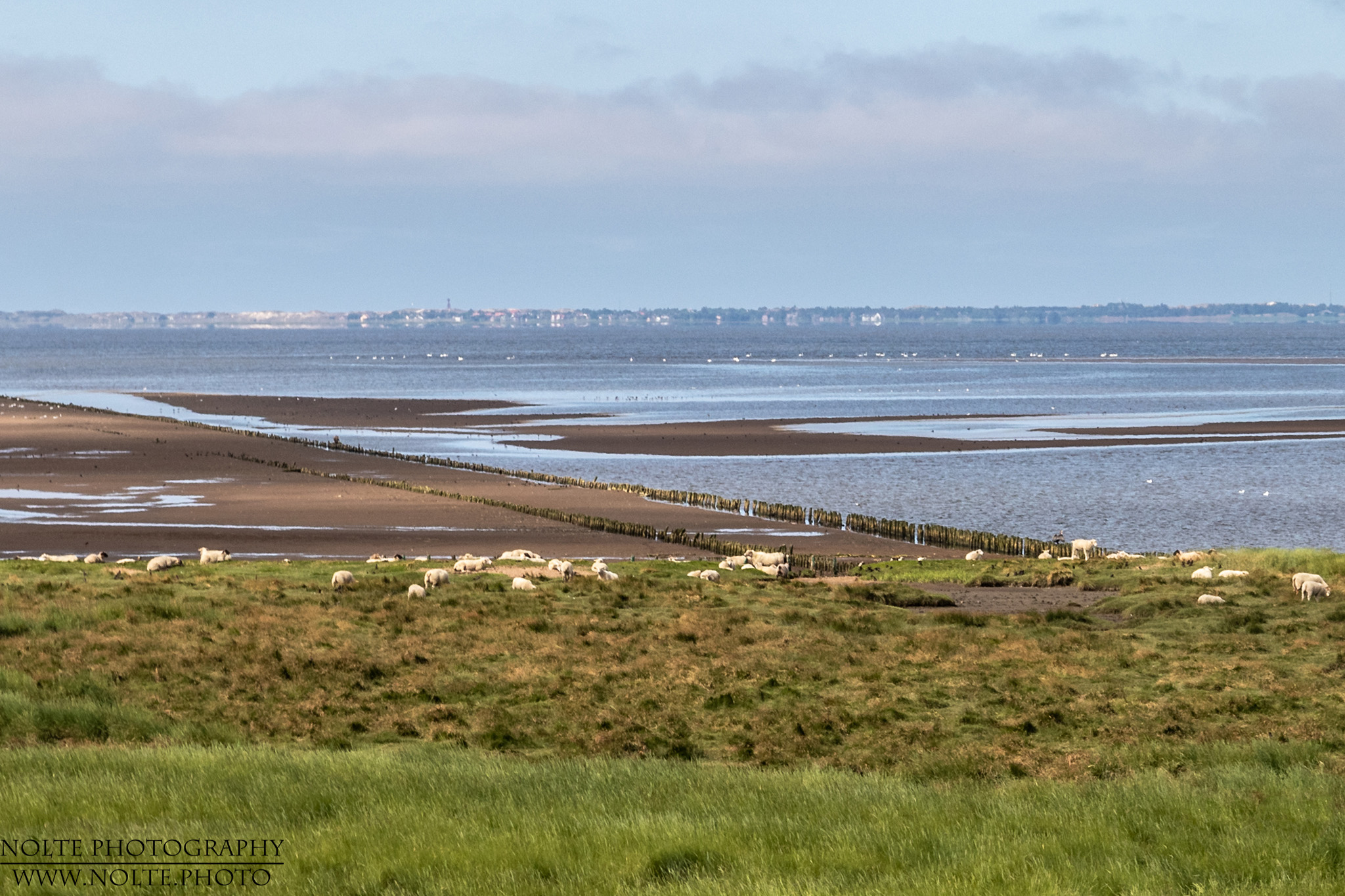 Schafe am Deich