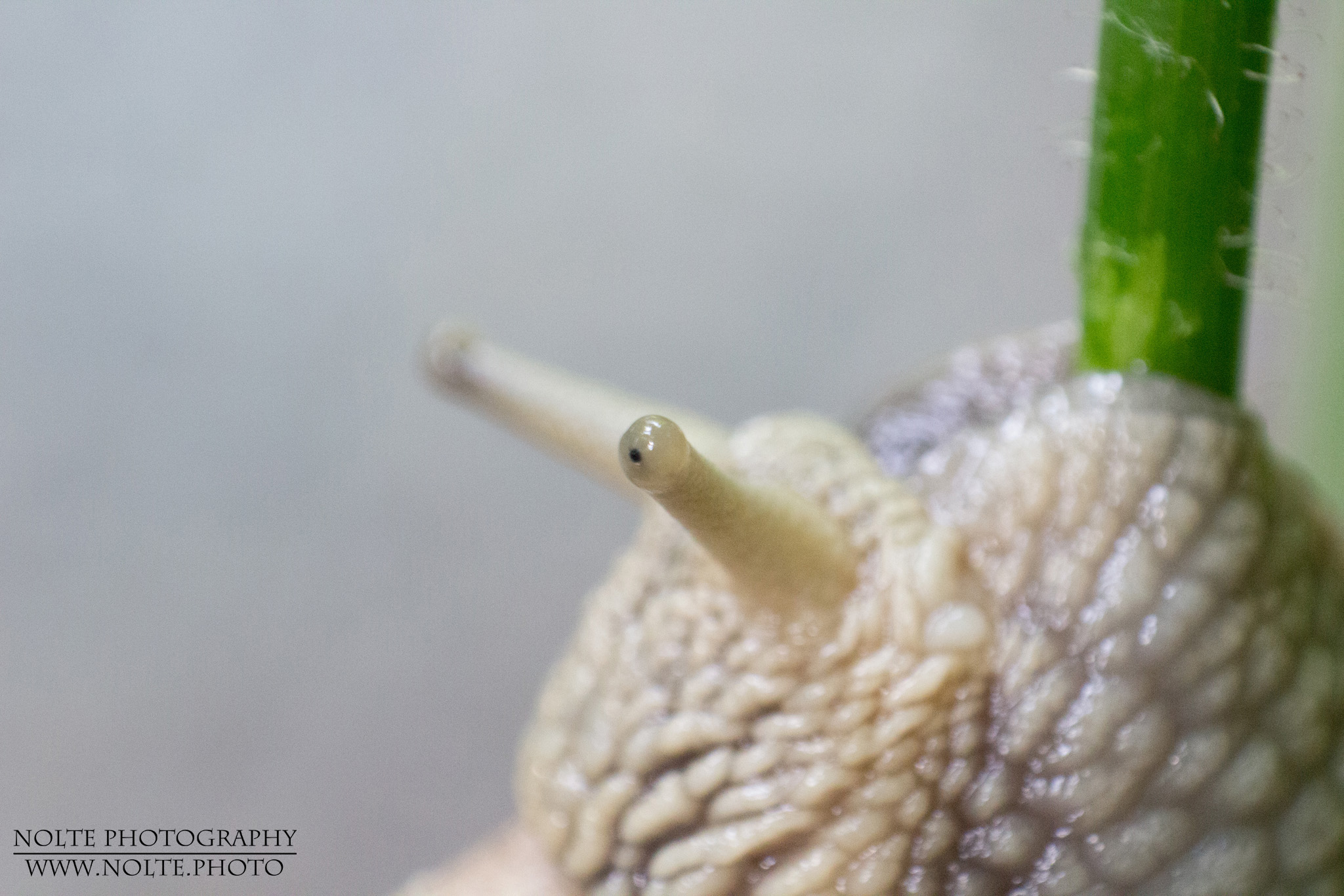 Augenansicht einer Weinbergschnecke (Helix pomatia)