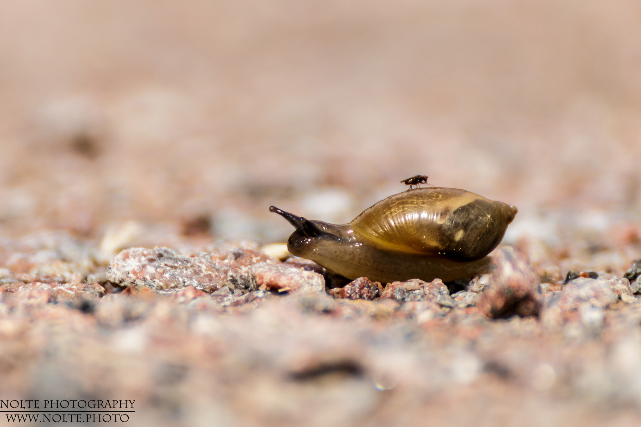 Eine Gemeine Bernsteinschnecke (Succinea putris) mit blindem Passagier.