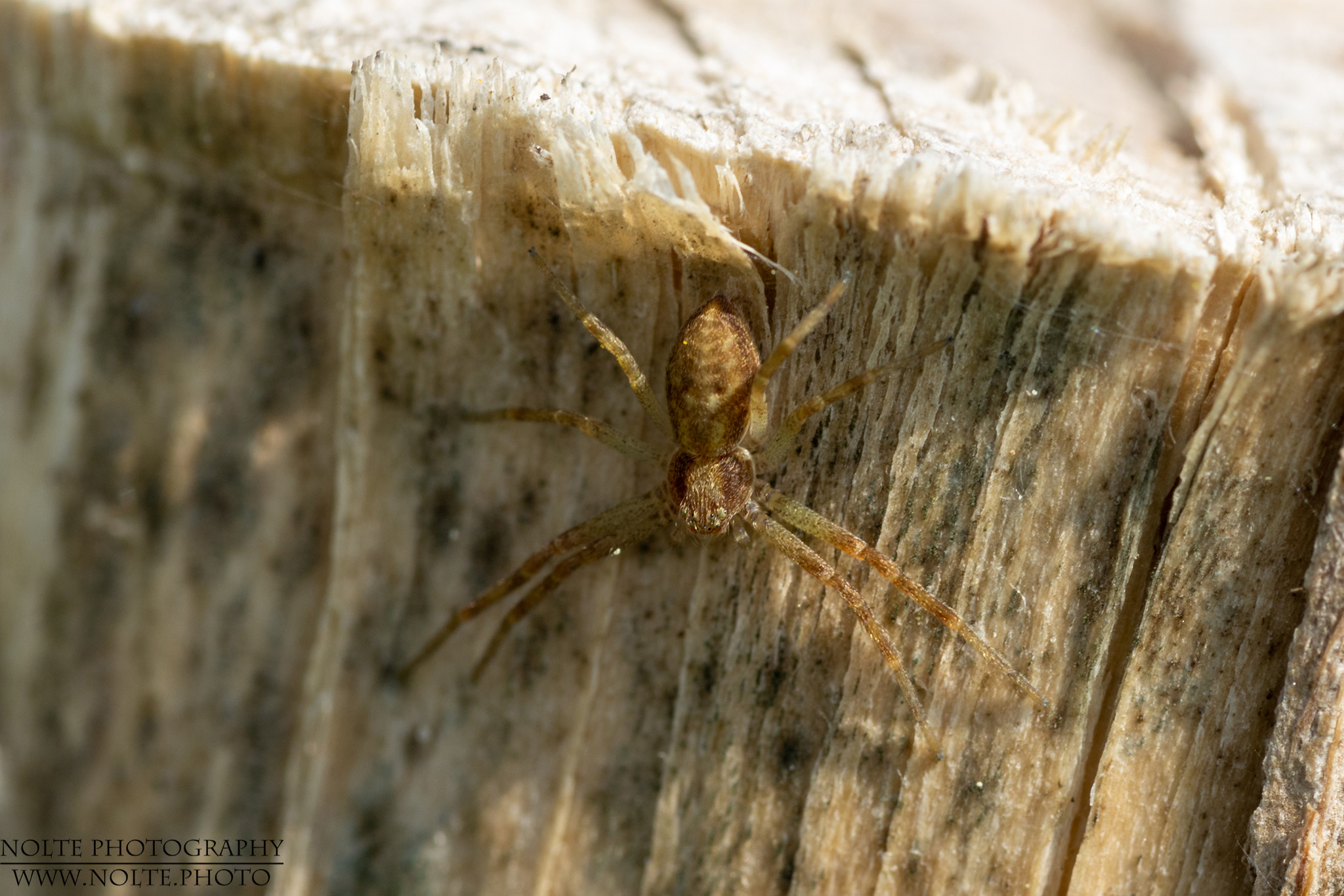 Philodromus sp. an einem Holzpfahl