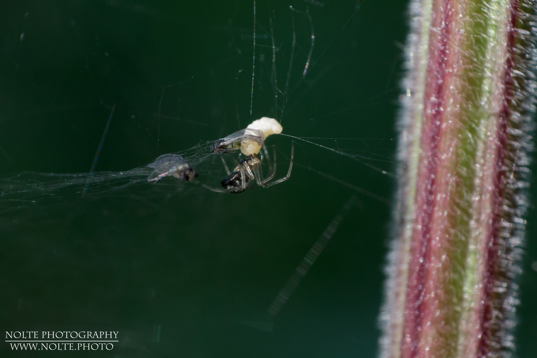 Aufnahme einer Baldachinspinne (Linyphiidae spec.) mit Objektiv in Retro-Stellung.