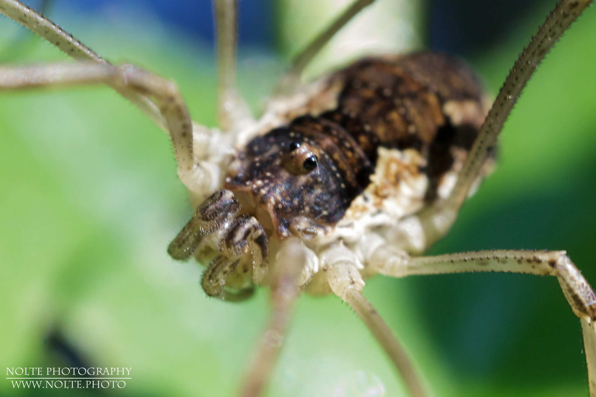 Weibchen eines Weberknecht (Phalangium opilio) in der Nahaufnahme. Aufgenommen mit Objektiv in Retrostellung und Freihand.