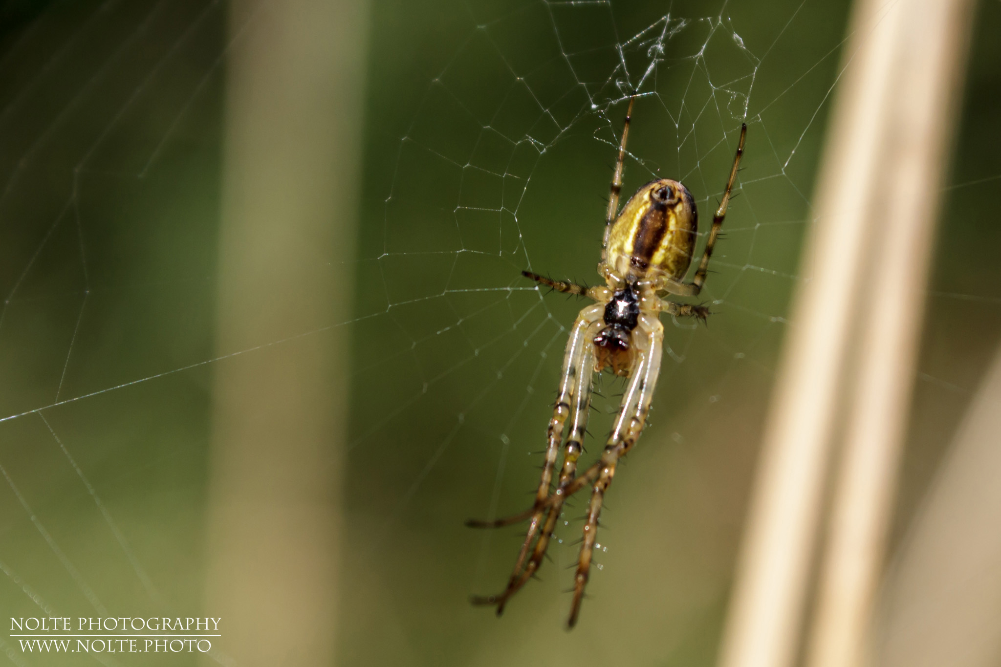 Aufnahme einer Herbstspinne (Metellina segmentata), welche sich in ihrem Netz befindet. Sehr deutlich ist die Lücke im Zentrum zu sehen, welche diese Spinne freilässt.