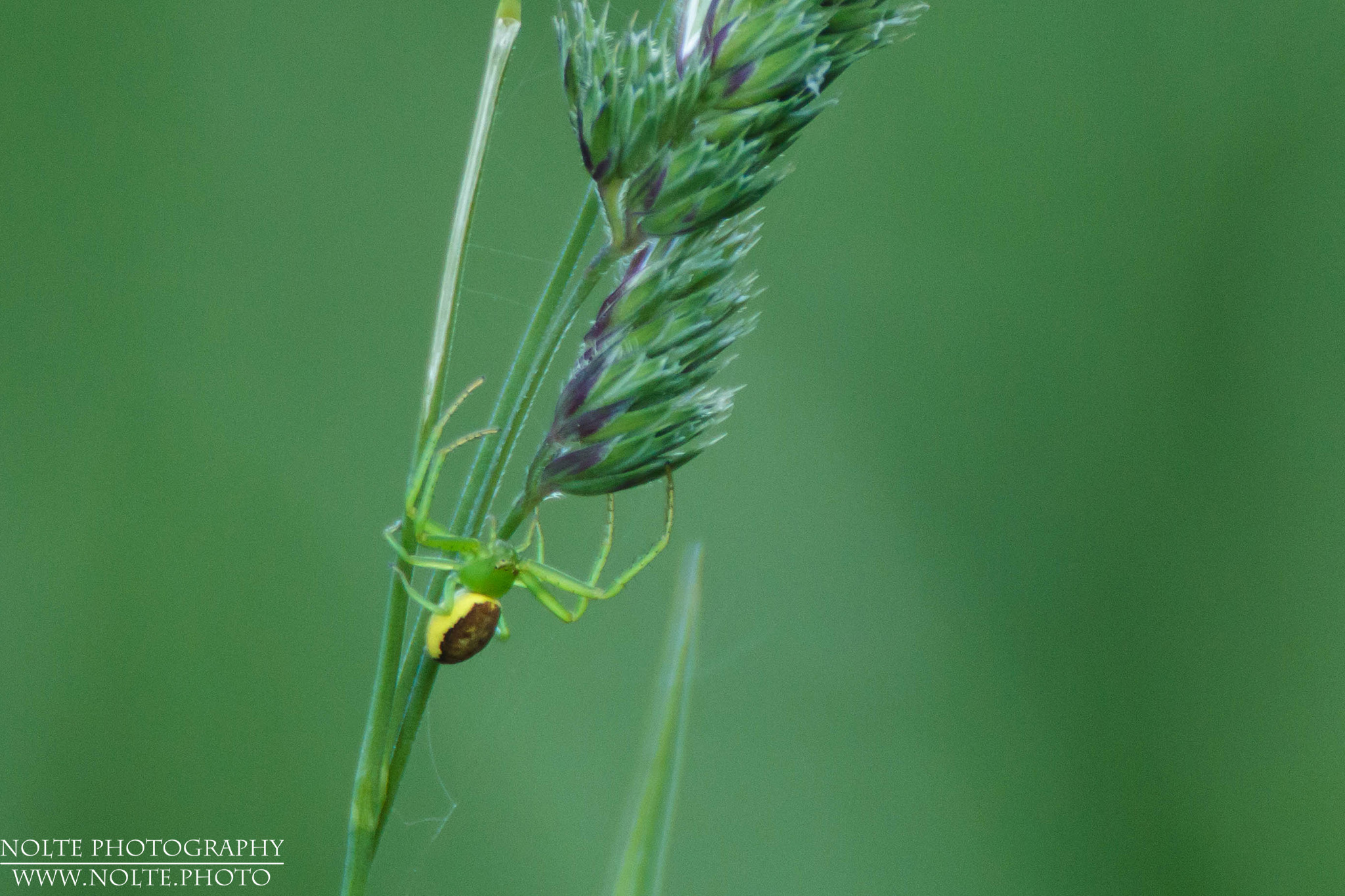 Eine Grüne Krabbenspinne (Diaea dorsata) an einem Grashalm