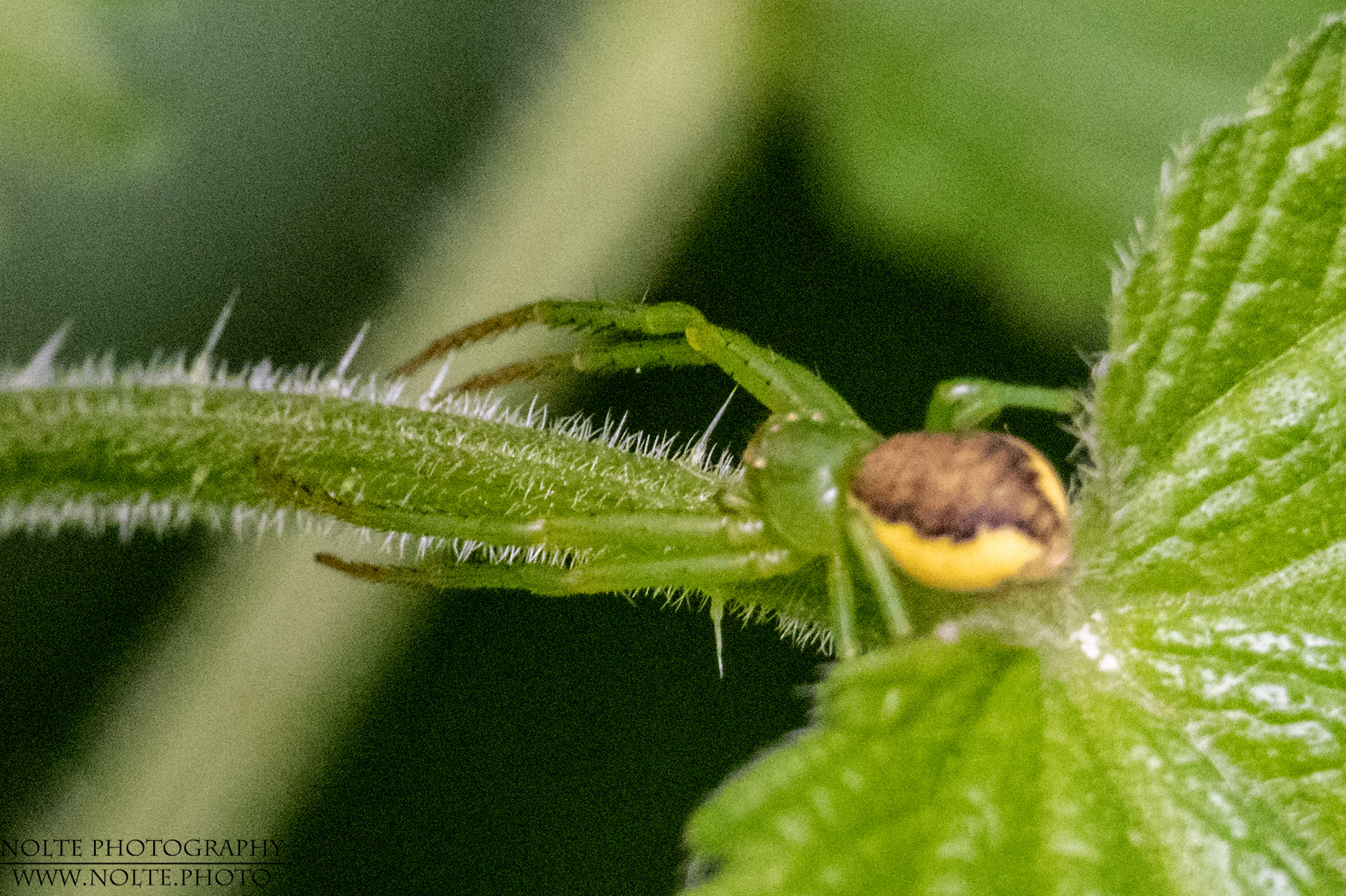 Grüne Krabbenspinne (Diaea dorsata)