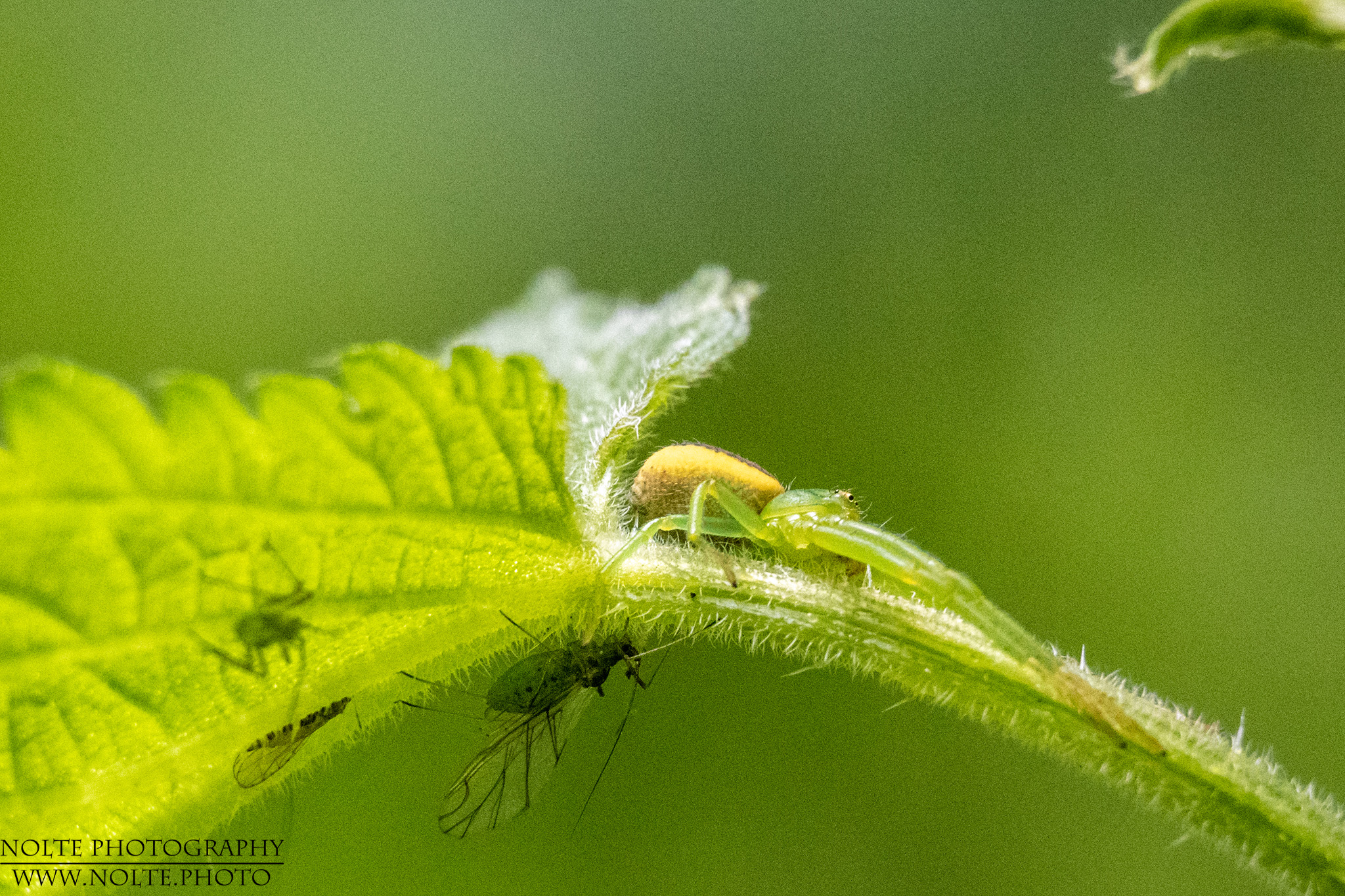 Wo ist denn nun meine Beute geblieben?