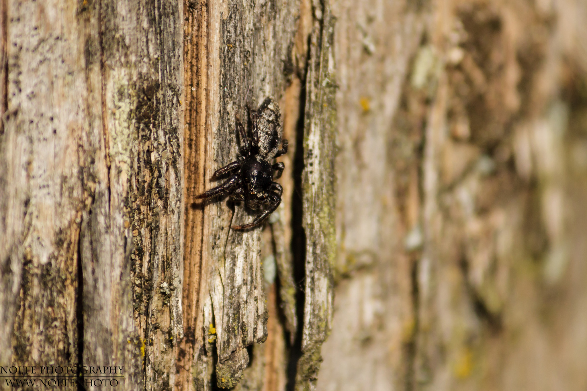 Springspinne an einem Pfahl