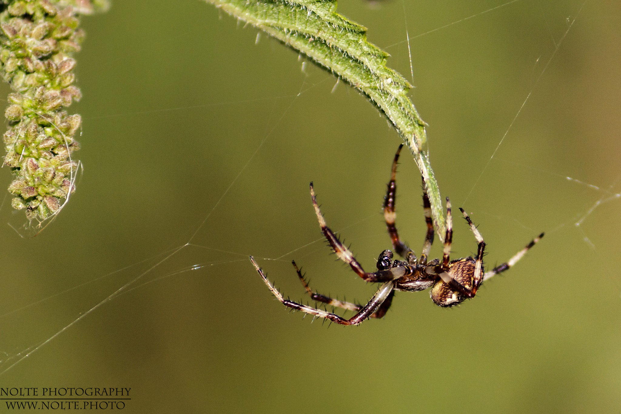 Araneus Spec. von der Seite an einem Brennesselblatt.