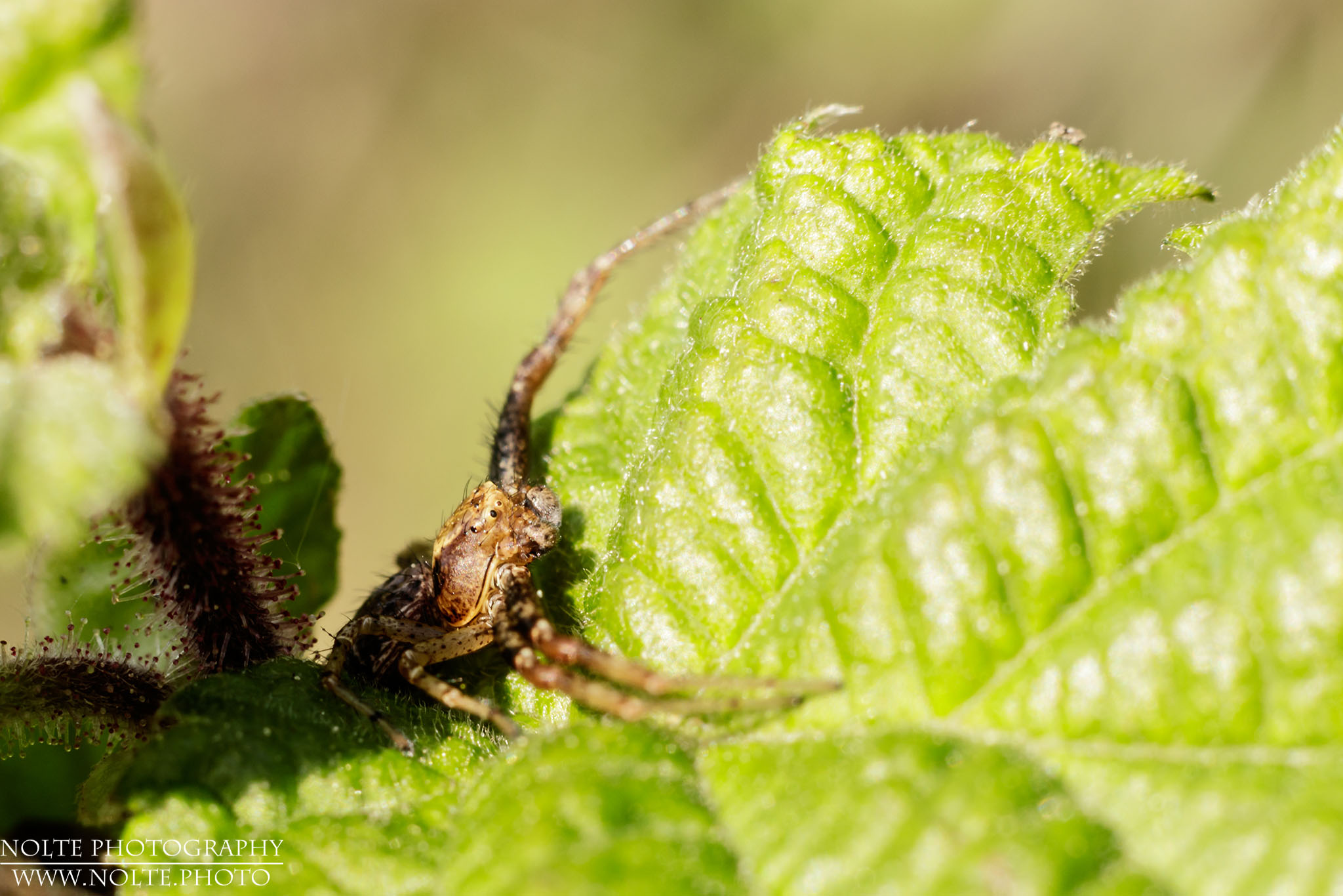 Eine Krabbenspoinne (Xysticus Spec.) auf einem Blatt in Lauerstellung.