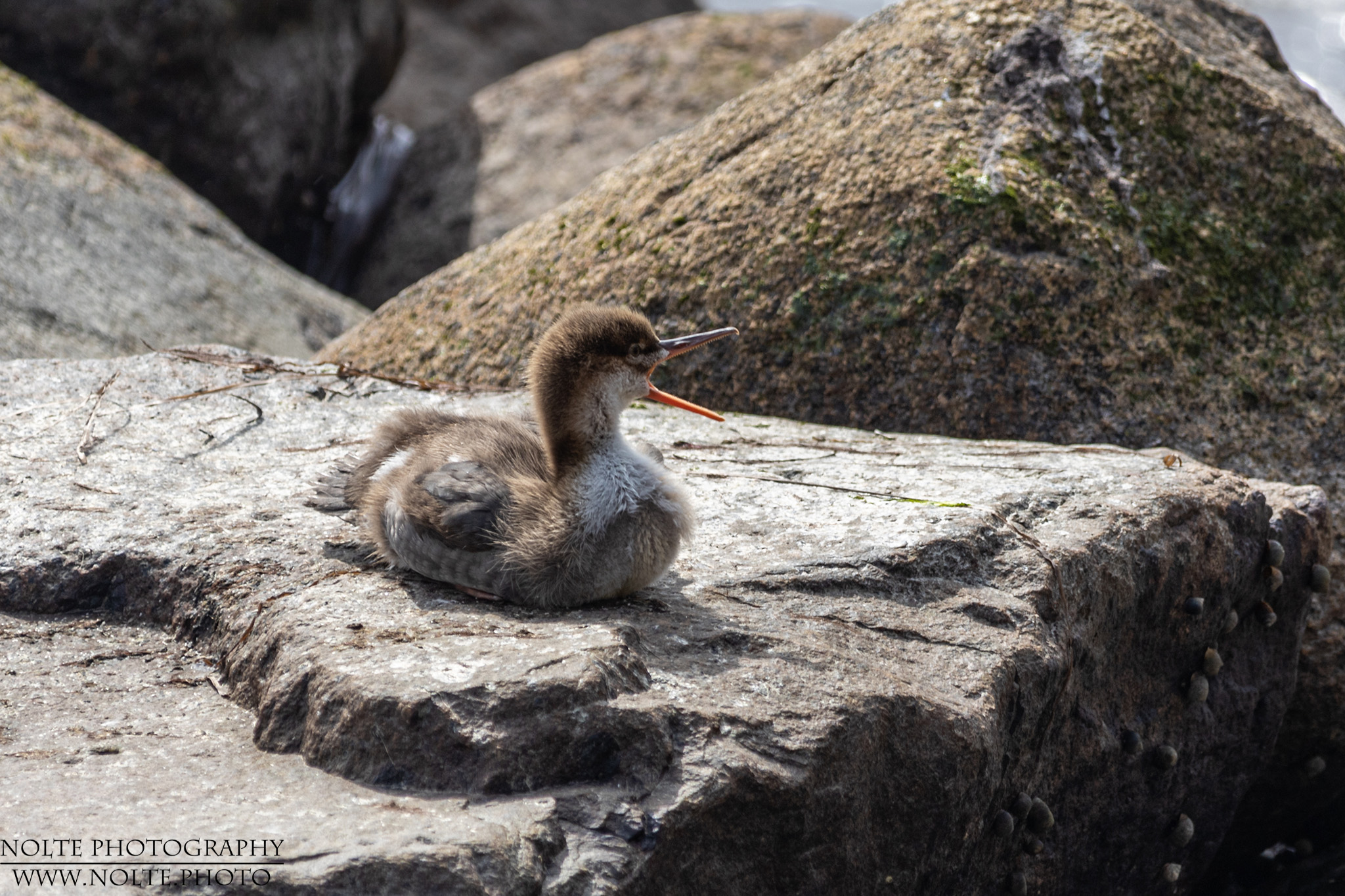 Einer reisst immer den Schnabel auf...