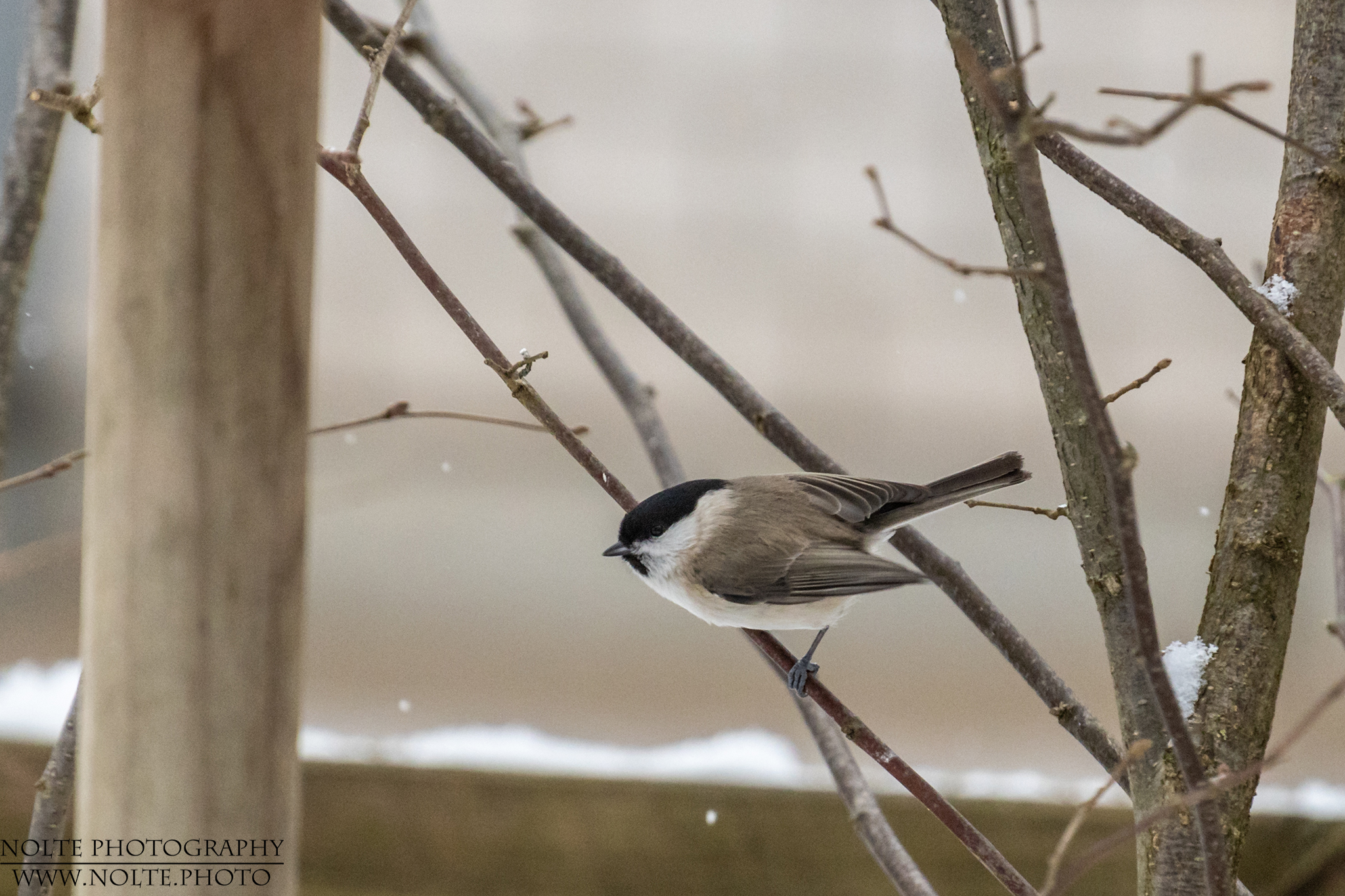 Sumpfmeise (Poecile palustris)