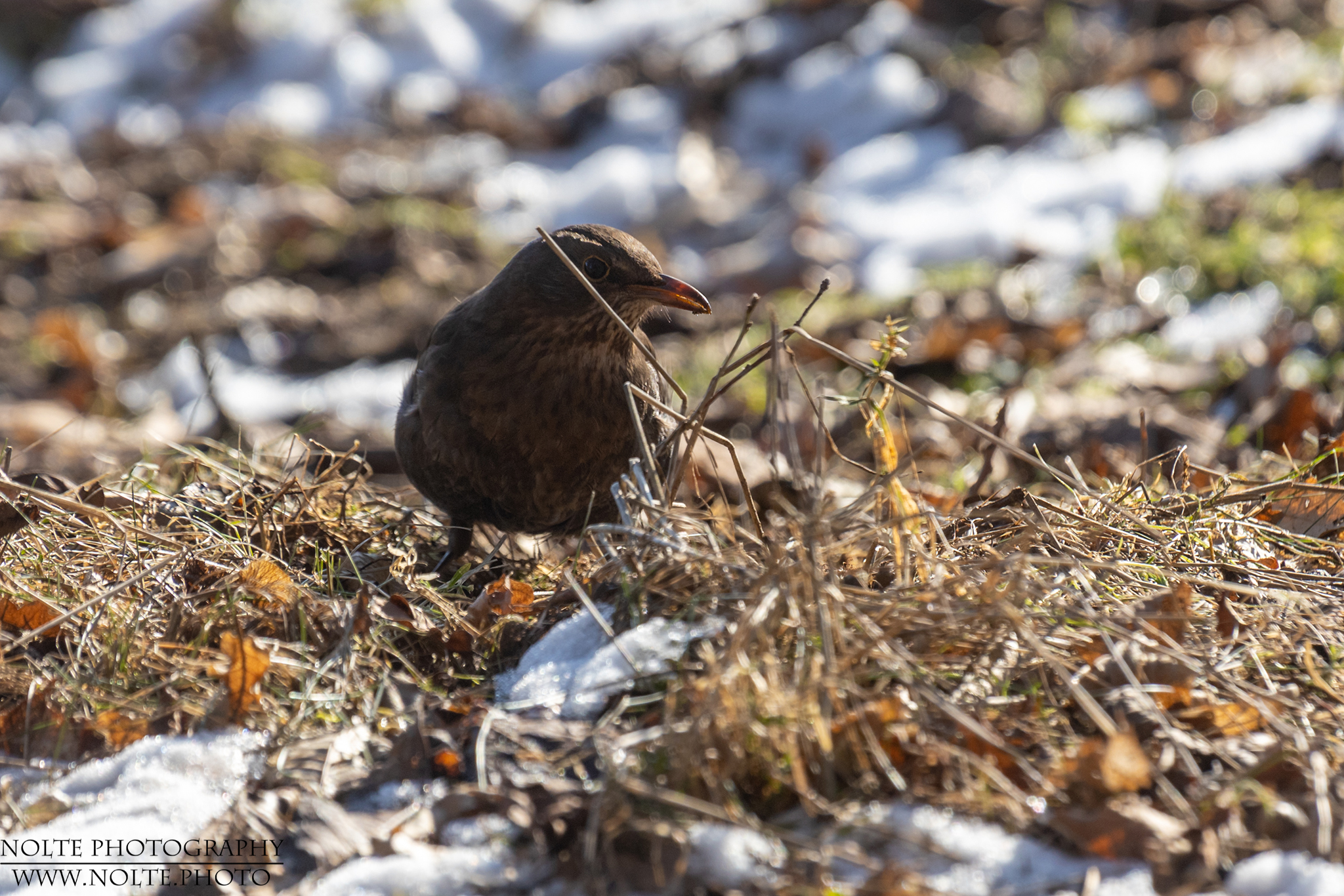Amsel im Winter